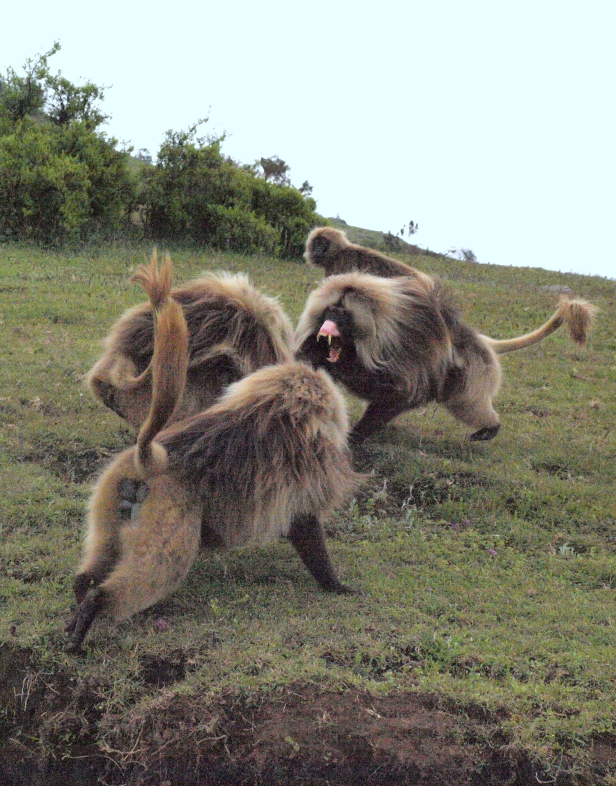 A leader and follower fend off a bachelor. Image credit: Noah Snyder-Mackler