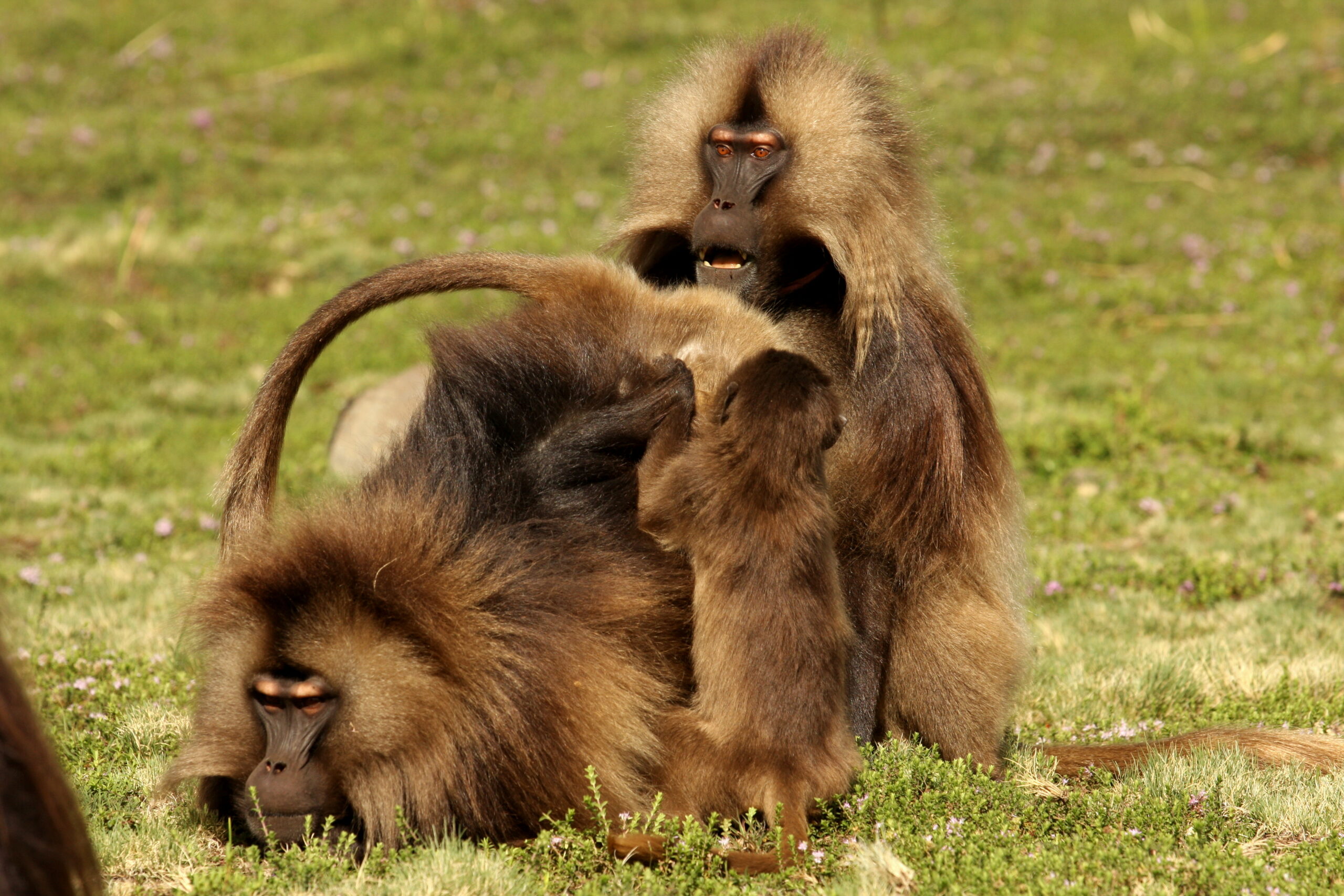 Two males threaten an intruder while grooming with an infant. Image credit: Clay Wilton
