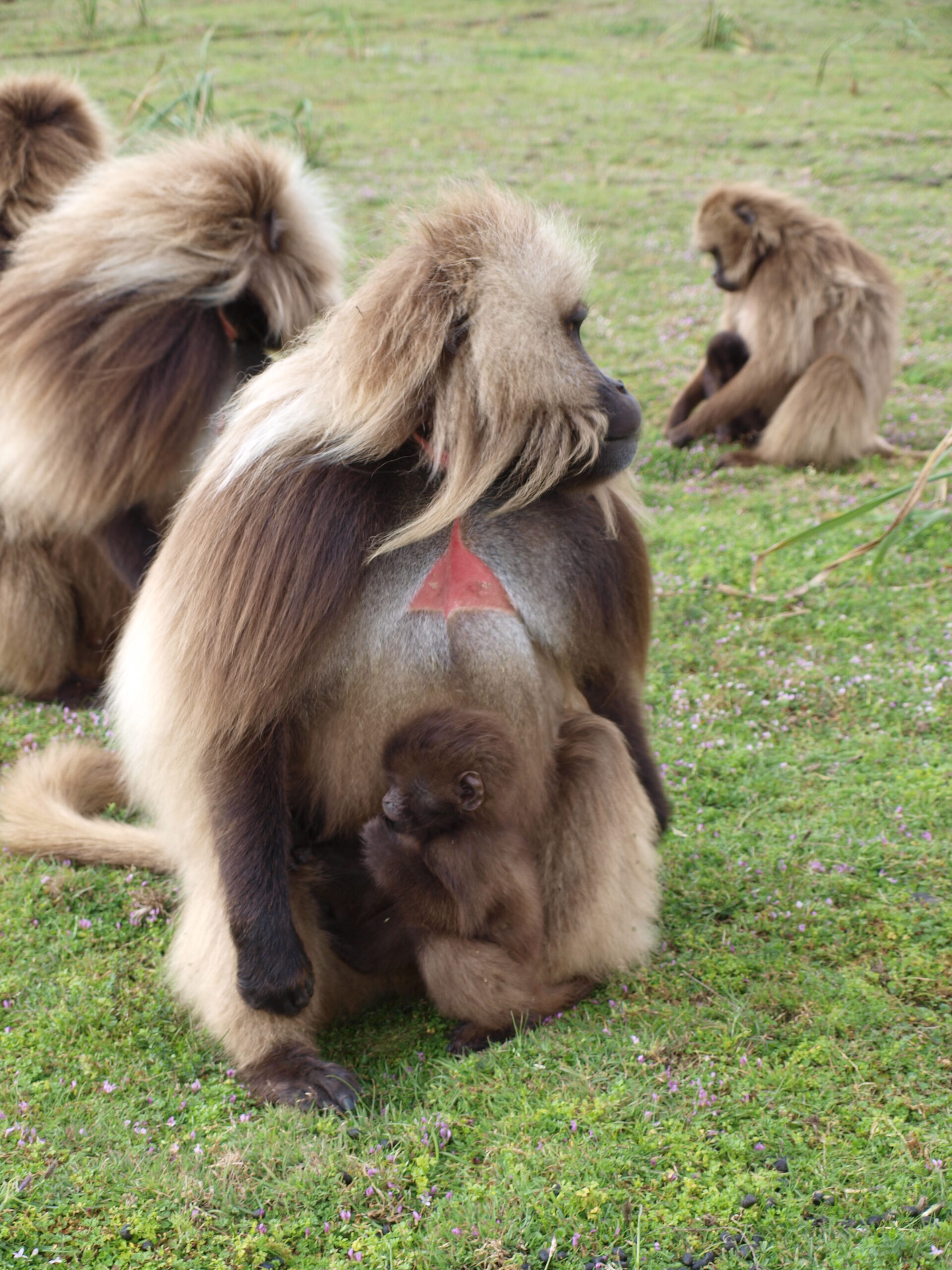 A follower male sits with an offspring that he may have sired. Image credit: Noah Snyder-Mackler