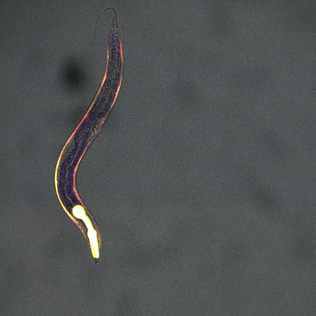 Microscope image of a C. elegans roundworm expressing a fluorescent hydrogen peroxide sensor in the body wall muscle cells, indicated in pink and yellow. A second fluorescent protein is expressed in the head region, shown in white. Image provided by Daniela Knoefler