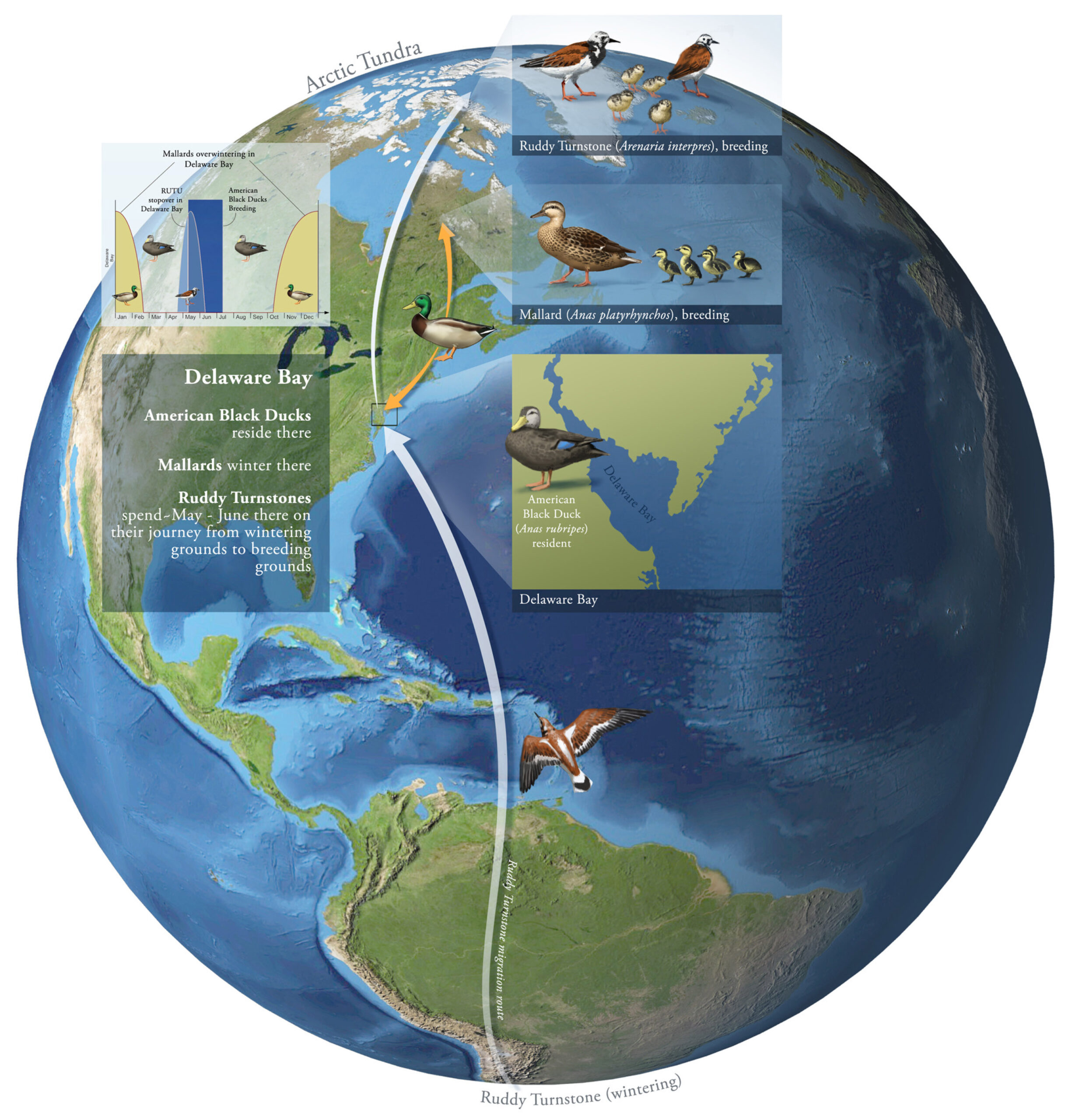 Migratory paths of the ruddy turnstone shorebird, which winters in South America and spends time in Delaware Bay each spring before flying to breeding grounds in the Arctic. University of Michigan researchers determined that climate change could increase the prevalence of avian bird flu among ruddy turnstones and other birds spending time in Delaware Bay. Credit: Illustration by John Megahan, University of Michigan