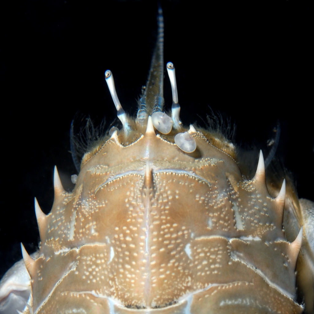 Two tiny clams, members of the superfamily Galeommatoidea, attached to their host, a spiny sand crab. The clams, members of the species Mysella pedroana, are located near the base of the crab's right eye. The superfamily contains about 500 described species of clams, most of which are less than an inch in diameter. Photo by Kevin Lee/diverkevin.com