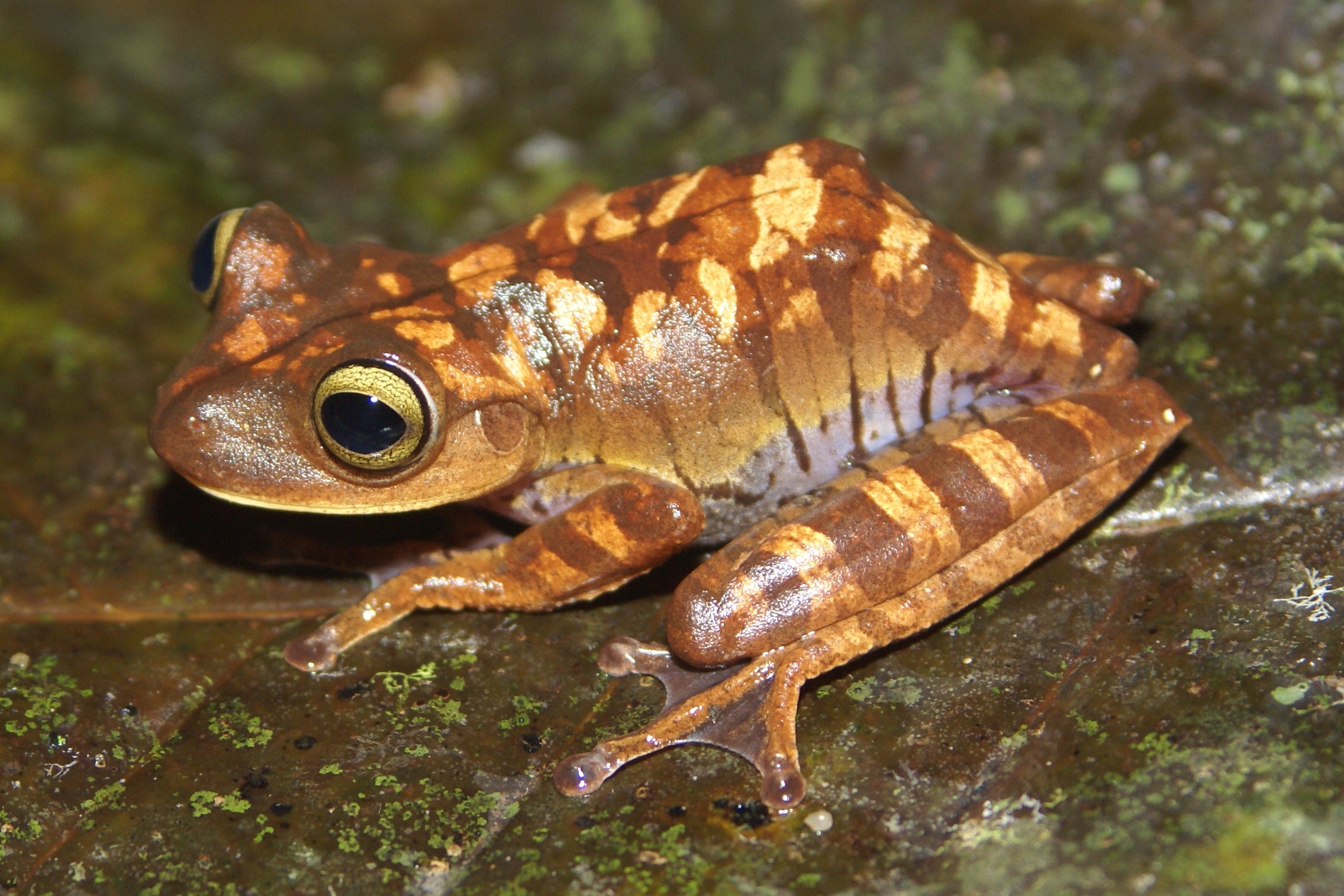 A frog native to Brazil's Atlantic forest. This species, Bokermannohyla hylax, is known to be infected with the deadly chytrid fungus, which scientists say is contributing to the decline of amphibians worldwide. Photo by L. Felipe Toledo