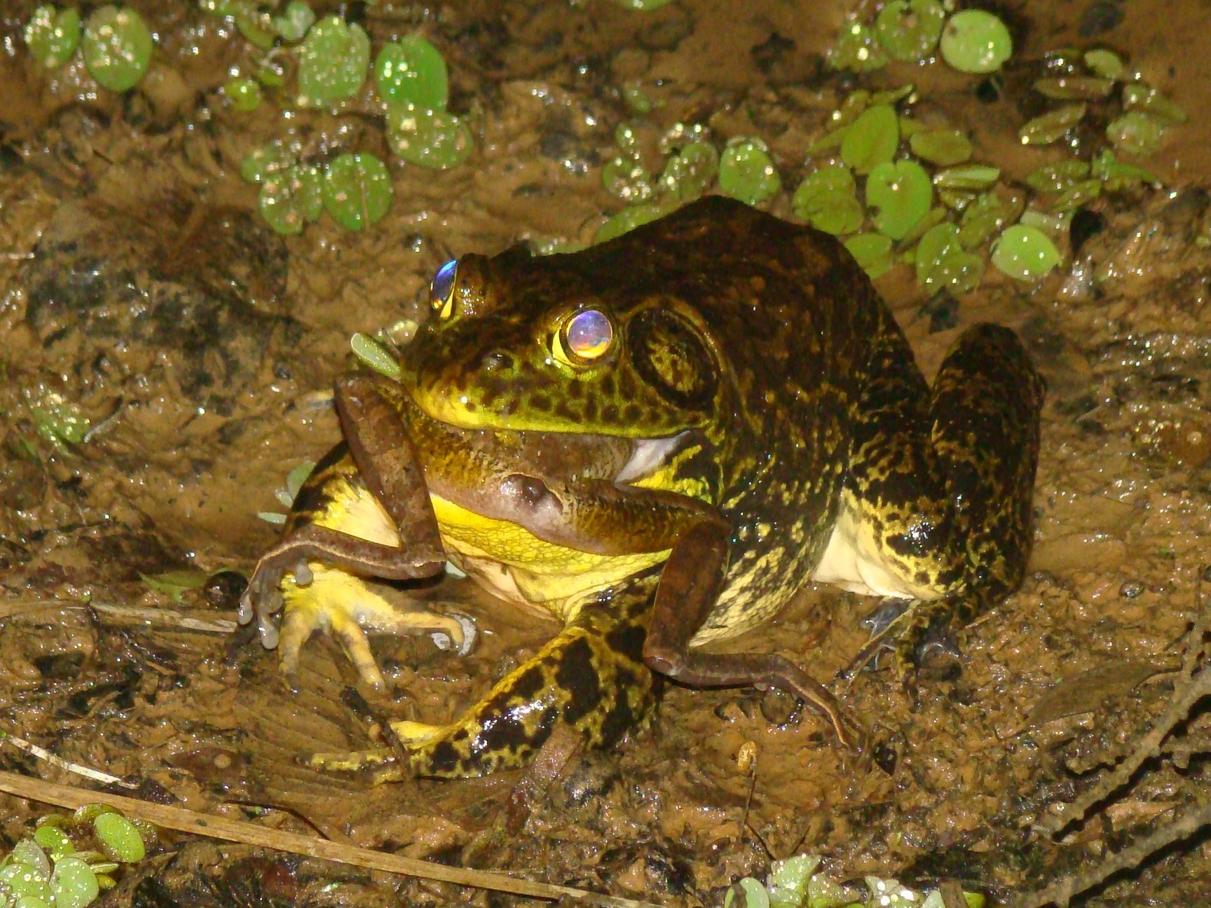 A bullfrog devouring another frog in Brazil's Atlantic Forest. The North American bullfrog is an aggressive, carnivorous species originally native to eastern North America. Bullfrogs are raised for food on frog farms in Taiwan, Brazil and Ecuador and shipped worldwide. In Brazil, bullfrogs have established feral colonies in the Atlantic Forest. The native frog in this photo is from the species Hypsiboas faber. Photo by Julia Tolledo