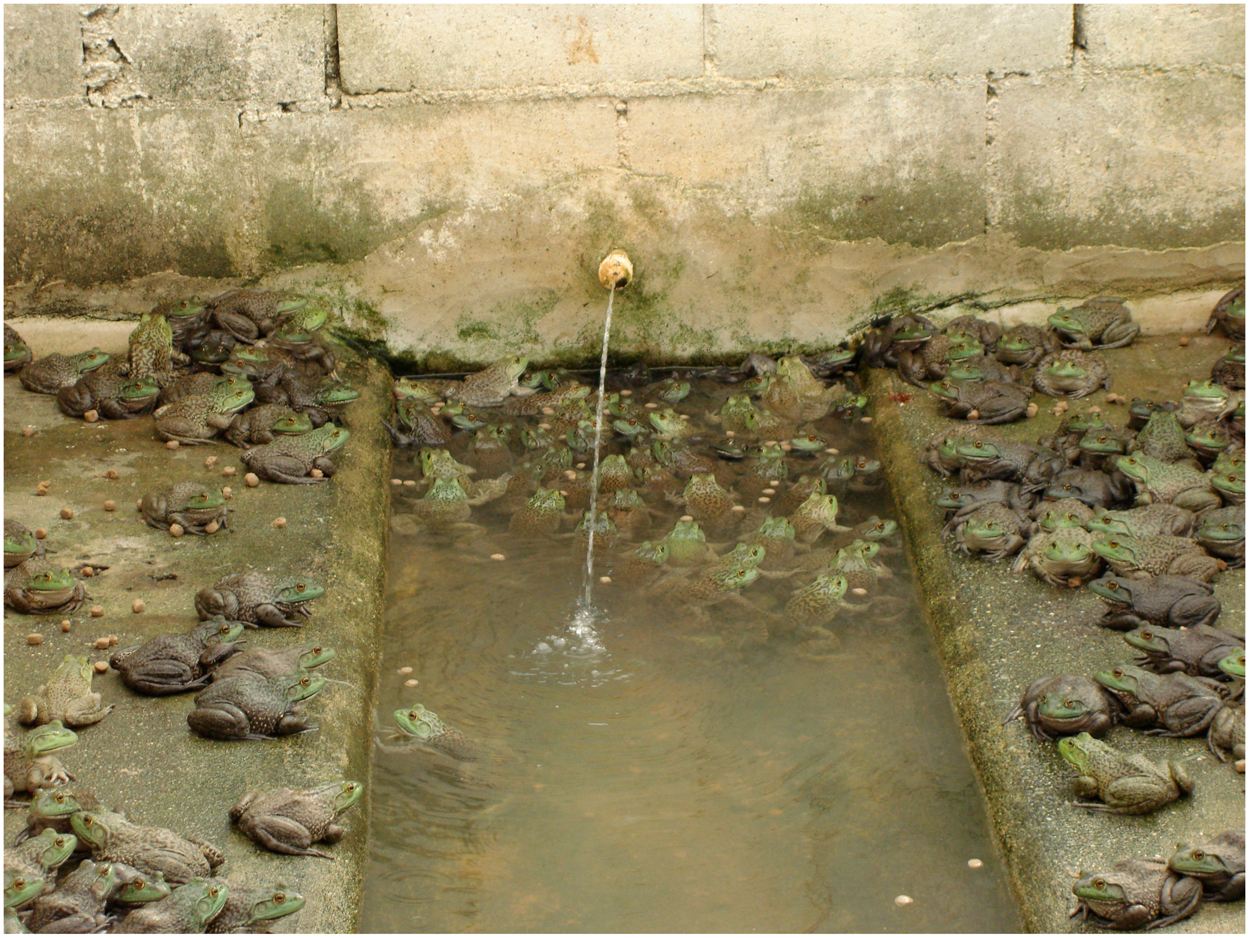 A bullfrog farm in Brazil. Bullfrogs are raised on farms in Taiwan, Brazil and Ecuador, then shipped live worldwide and sold as food for their legs. Photo by Lisa Schloegel