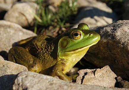 North American bullfrog. (stock image)