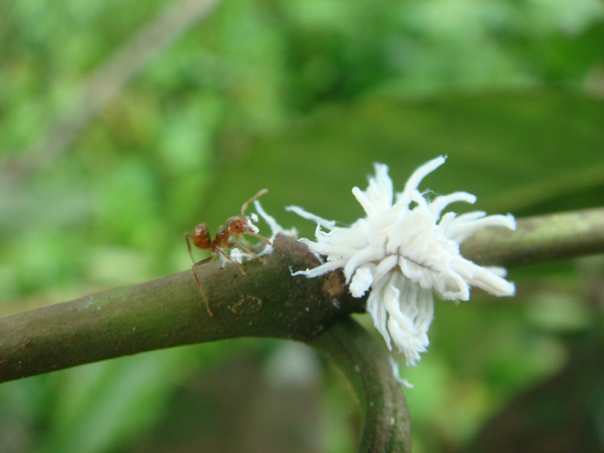 An Azteca ant attacking the larvae of a lady beetle on a coffee plant in Mexico. Lady beetle larvae are covered with waxy white filaments that protect them from ant attacks. Photo by Ivette Perfecto