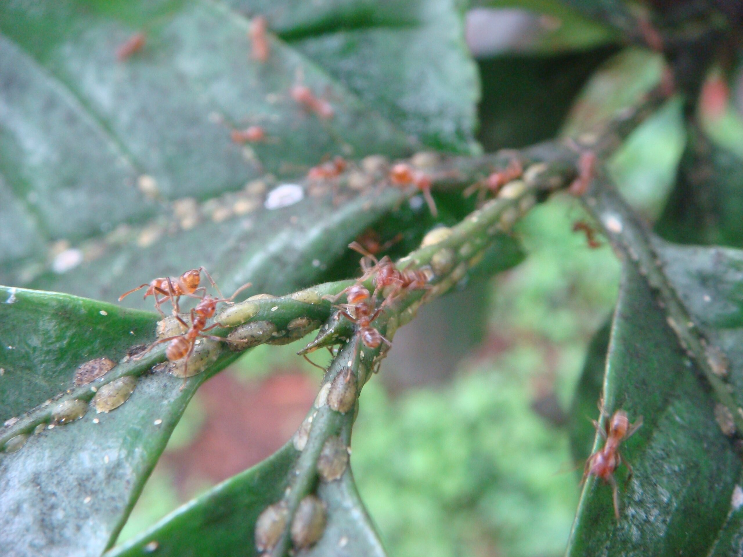 Azteca ants guarding green coffee scale insects. The scale insects are the brownish-green ovals attached to the coffee leaves and stems. Azteca ants enjoy a mutualistic relationship with the green coffee scale, which is a coffee pest. The ants protect the scale insects from predators and parasites and in return collect honeydew, a sweet, sticky liquid secreted by the green coffee scale. Photo by Ivette Perfecto