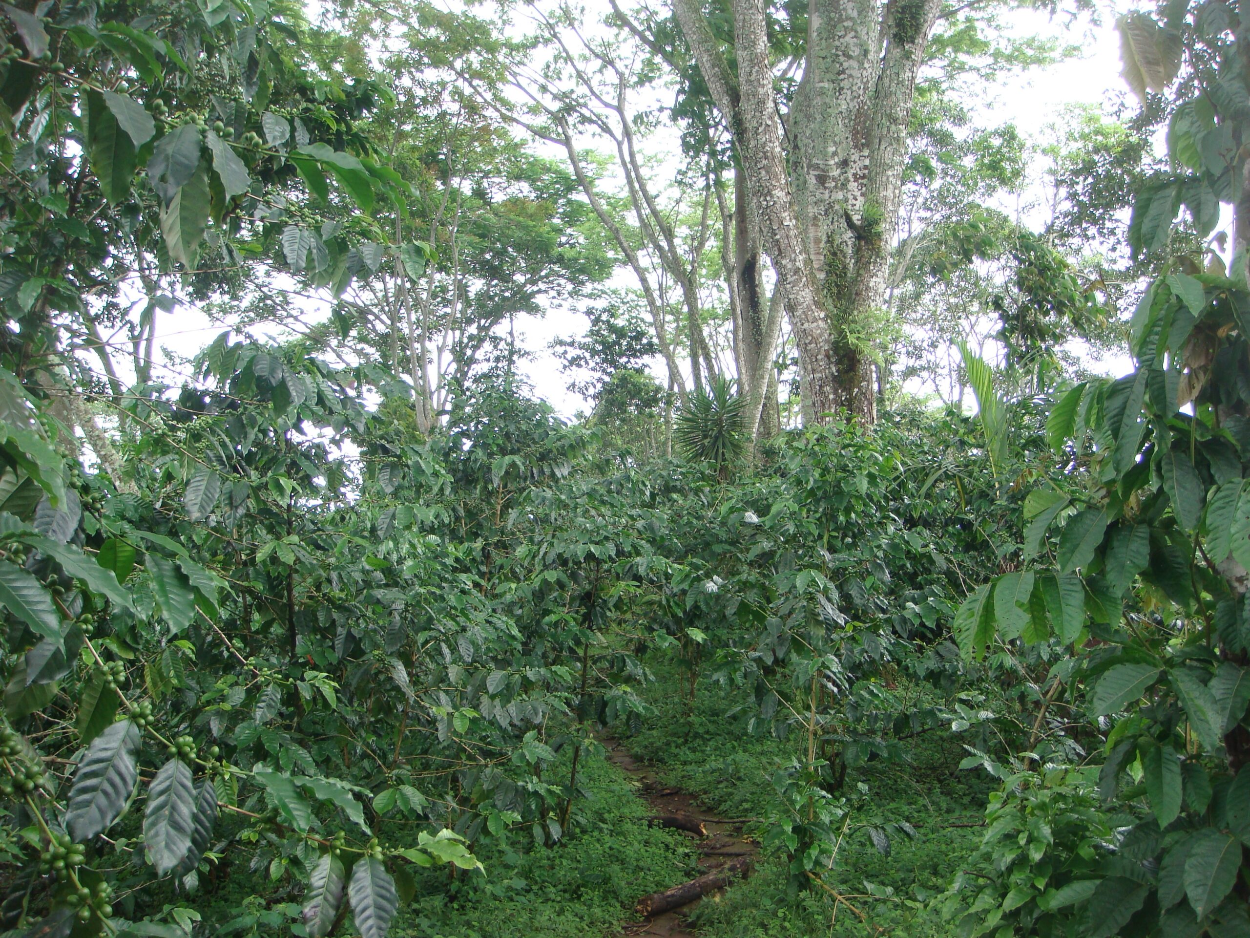 A coffee plantation in Chiapas, Mexico. Photo by Ivette Perfecto