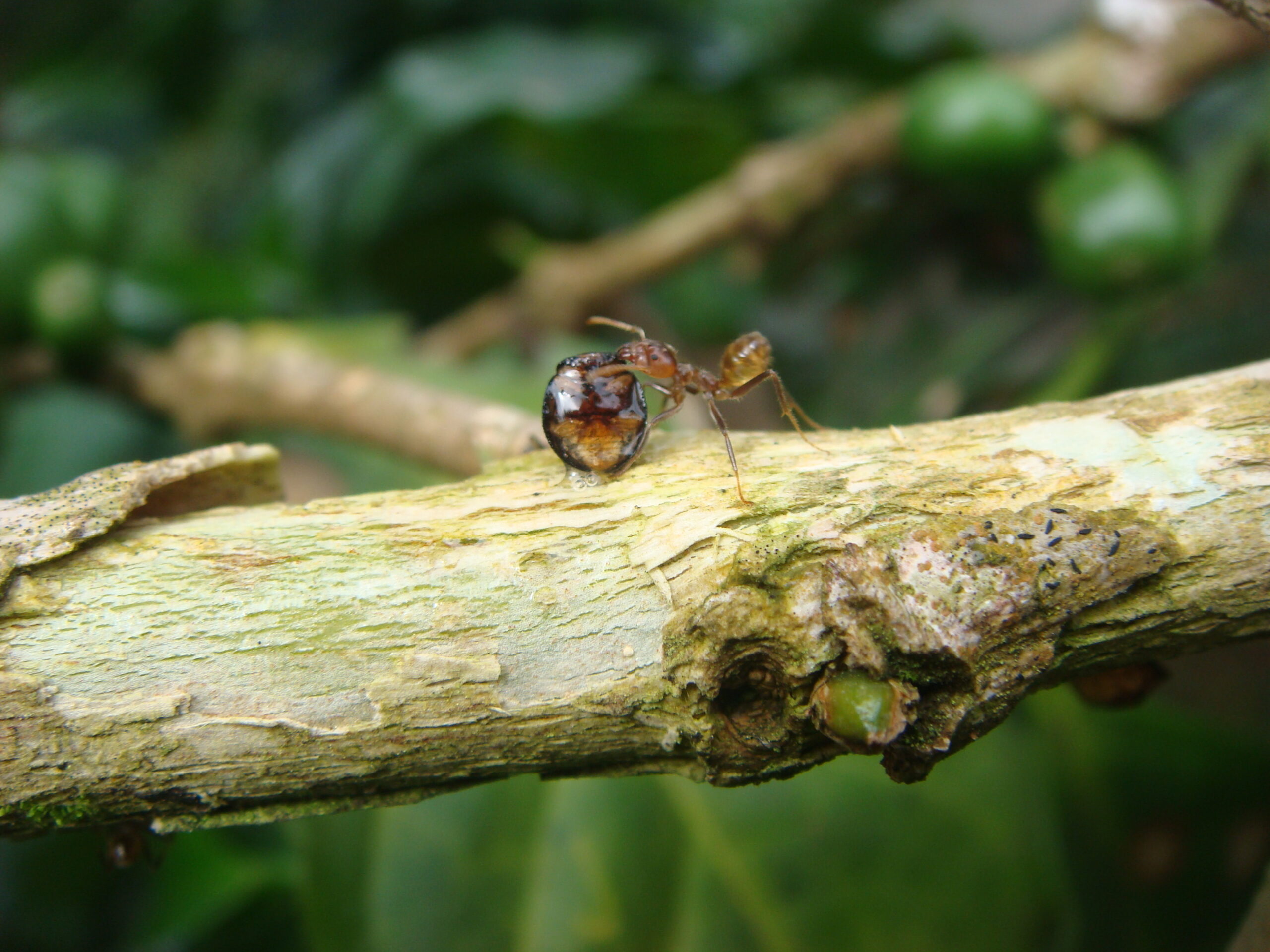 An Azteca ant grabbing an adult lady beetle on a coffee plant in Chiapas, Mexico. Lady beetles attempt to eat the green coffee scale insects guarded by the ants. But patrolling ants will attack and kill adult beetles and will remove beetle eggs laid on ant-tended coffee plants. Photo by Ivette Perfecto