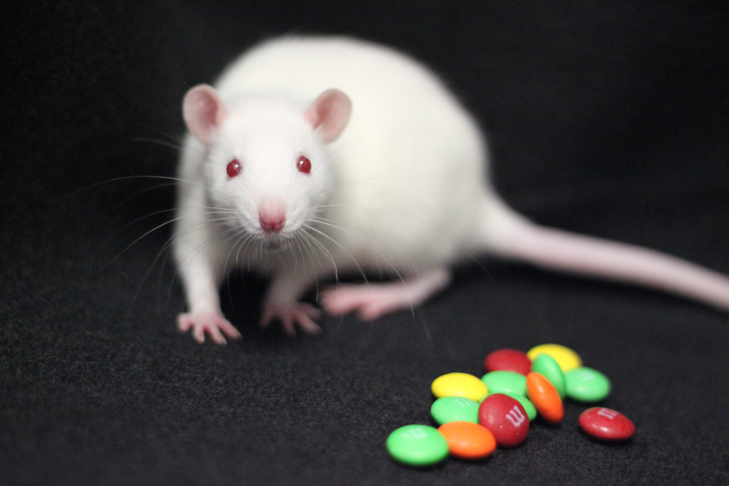When U-M researchers gave extra morphine-like drug stimulation to the top of the neostriatum in rats, it caused the animals to eat twice the normal amount of sweet fatty food. For this study, that food was M&M milk chocolate candies. The neostriatum is located near the middle and front of the brain. Image credit: Alexandra Difeliceantonio