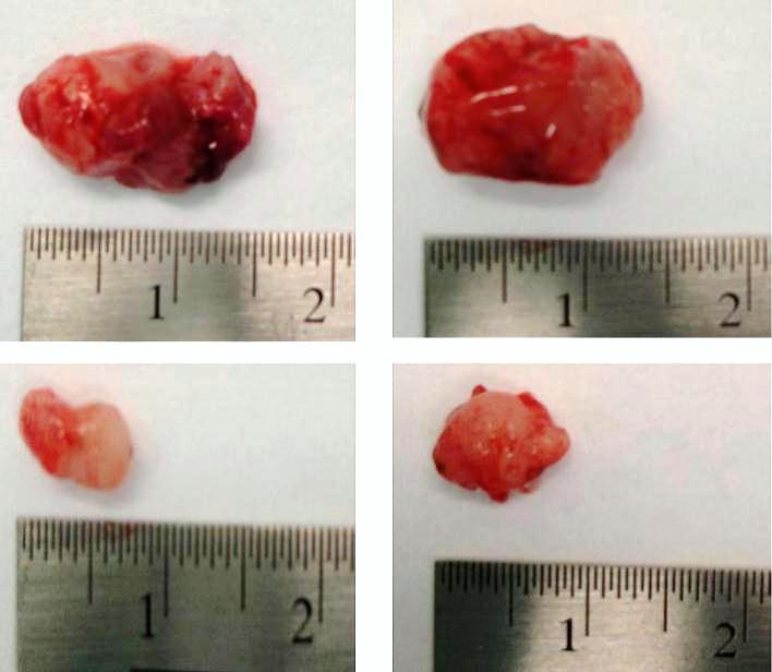 Top control group shows growth of tumors that weren't treated with nisin. Bottom group shows growth of tumors that were treated with nisan. Those tumors are significantly smaller.