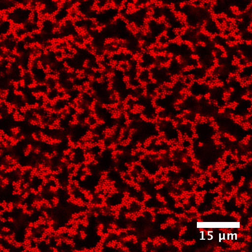 A 3D map of the particles inside a gel. University of Michigan researchers have found that a gel's solid-like properties can be predicted by the amount of rigid structure inside it and these structures are arranged in truss-like patterns not unlike the supports under cathedral roofs. Courtesy of Lilian Hsiao