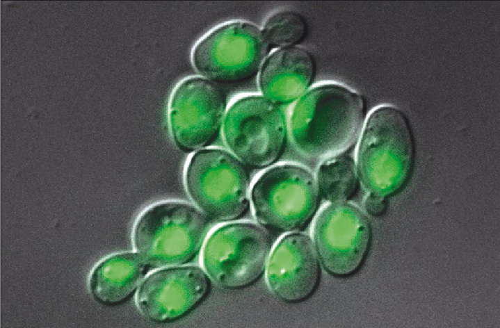 Microscope image of yeast cells expressing green fluorescent protein. Image credit: flickr.com user Carl Zeiss Microscopy