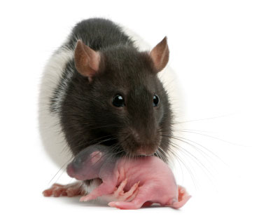 Mother rat carrying a baby in her mouth. (stock image)