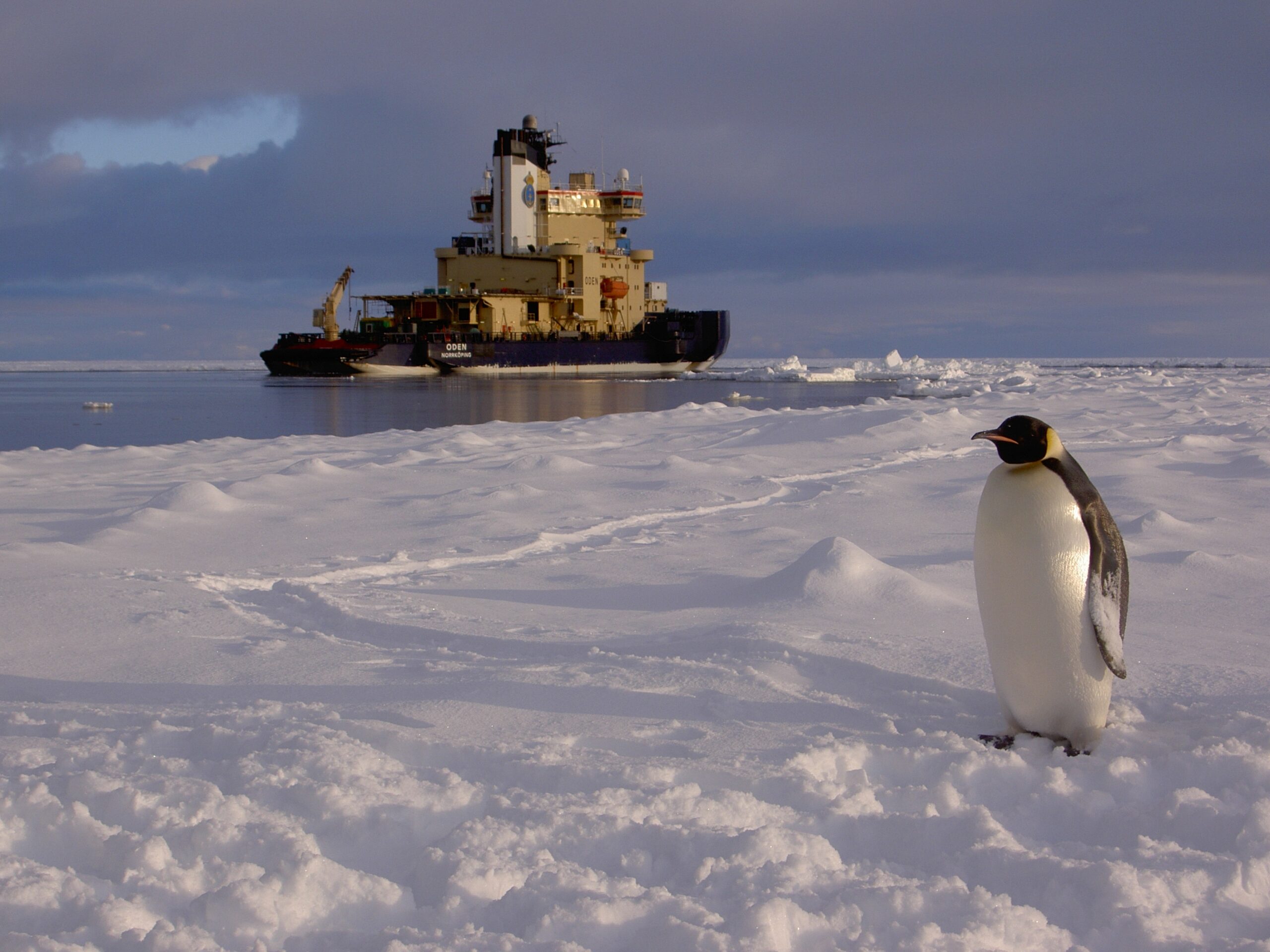The Swedish icebreaker Oden off the coast of Antarctica, with an emperor penguin in the foreground. Photo by J. Wegelius.