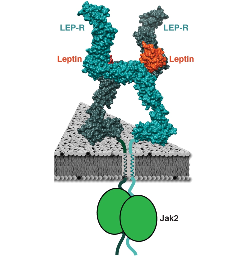 Georgios Skiniotis developed a picture of the interaction between leptin and its receptor using electron microscopy. The two legs of the receptor become rigid by binding to leptin and signal to an enzyme called the Janus kinase.
