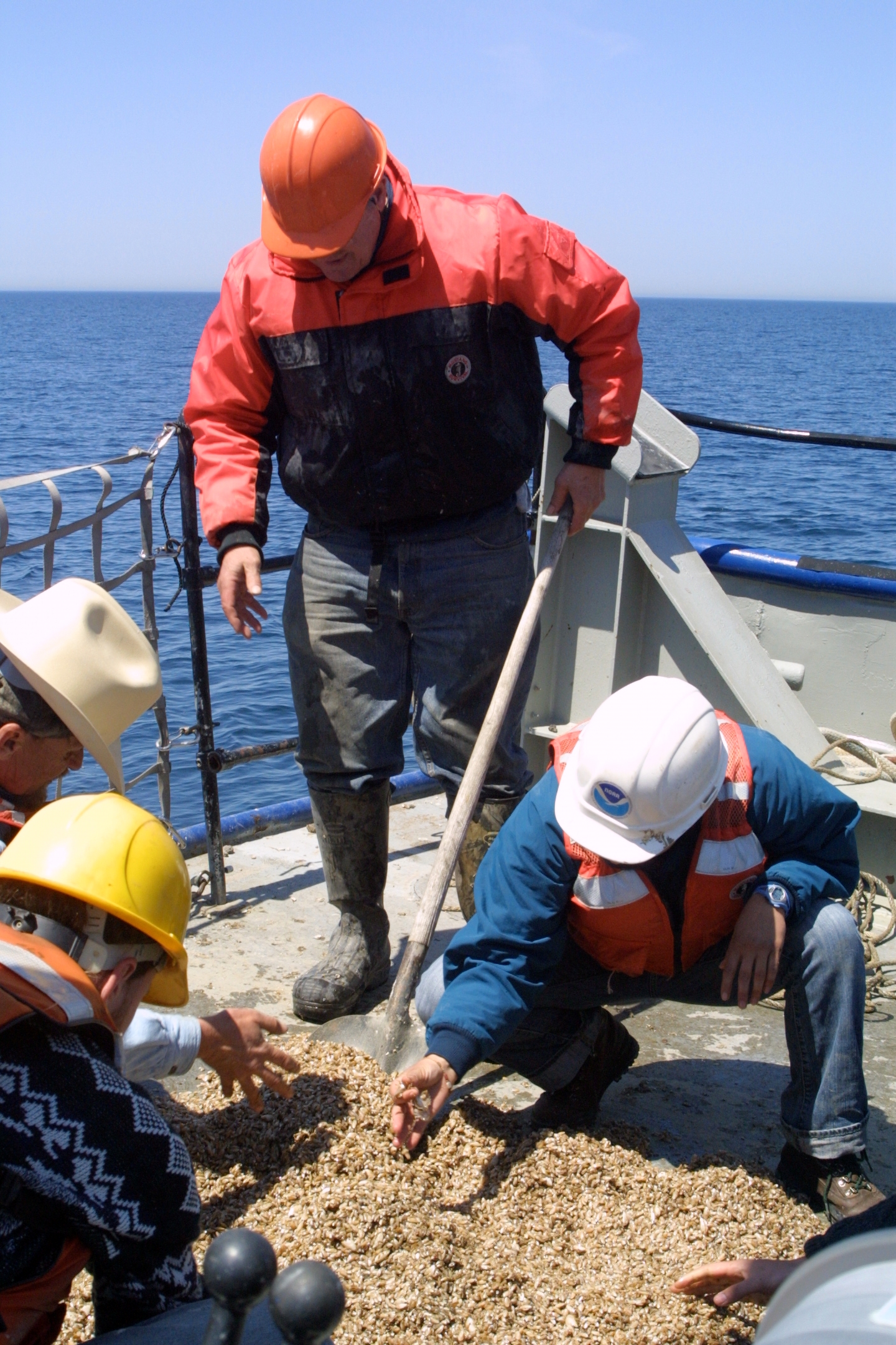 U-M researchers examine a load of quagga mussels pulled from the bottom of Lake Michigan during a 2009 voyage. Photo by Jim Erickson