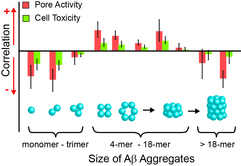 Complex statistical analysis suggests that medium size clumps of Amyloid-beta proteins kill nerve cells by punching holes in them, while smaller clumps and larger fibrils of Amyloid-beta appear to be protective. Amyloid beta is suspected to cause Alzheimer's disease. Image credit: Erik Yusko