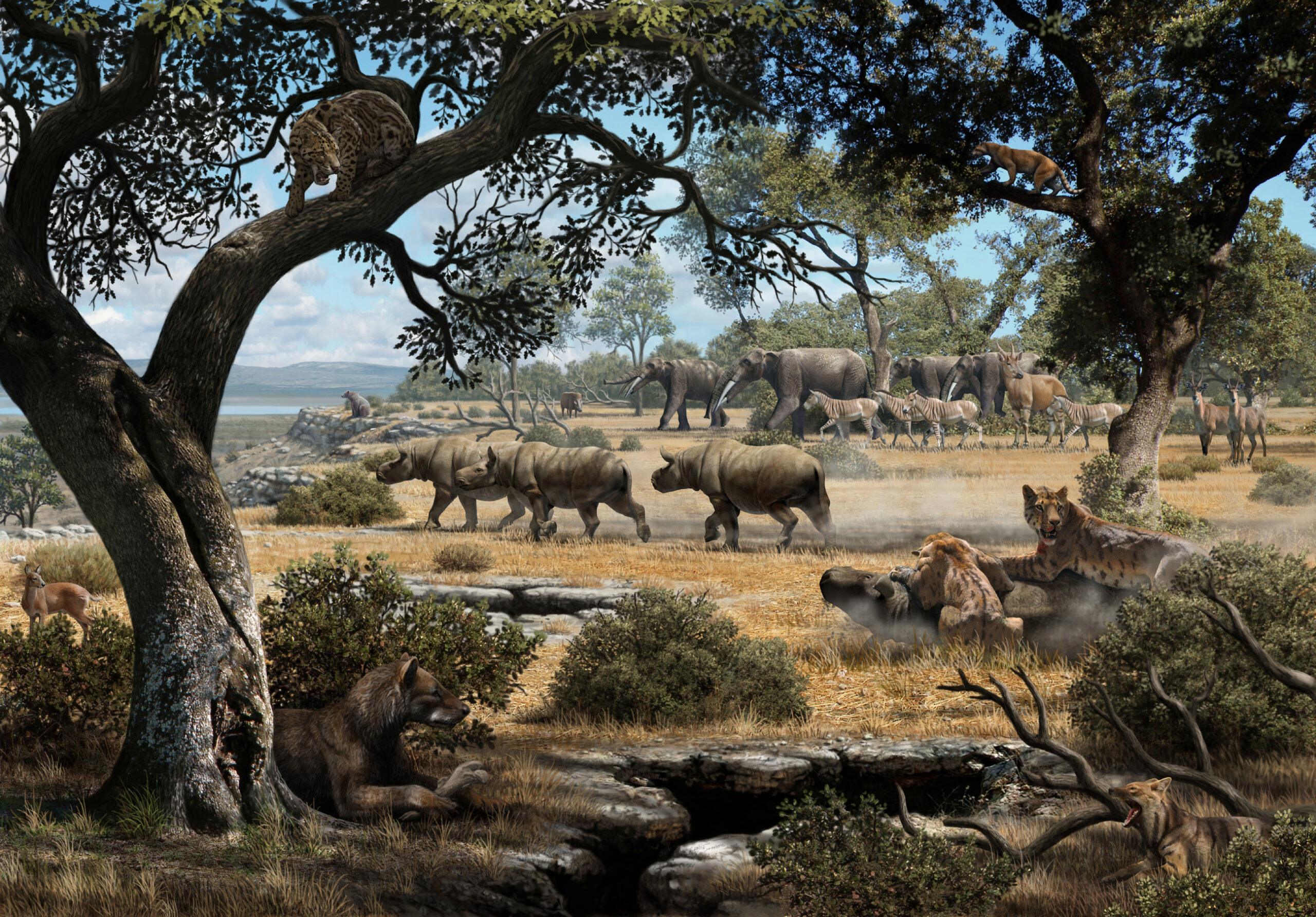 This illustration depicts how the region of Cerro de los Batallones in central Spain likely looked 9 million years ago. Researchers led by the University of Michigan have used carbon records in the teeth of fossilized predators to shed light on how saber-toothed cats and bear dogs shared space and prey during the late Miocene period. Image credit: Mauricio Antón