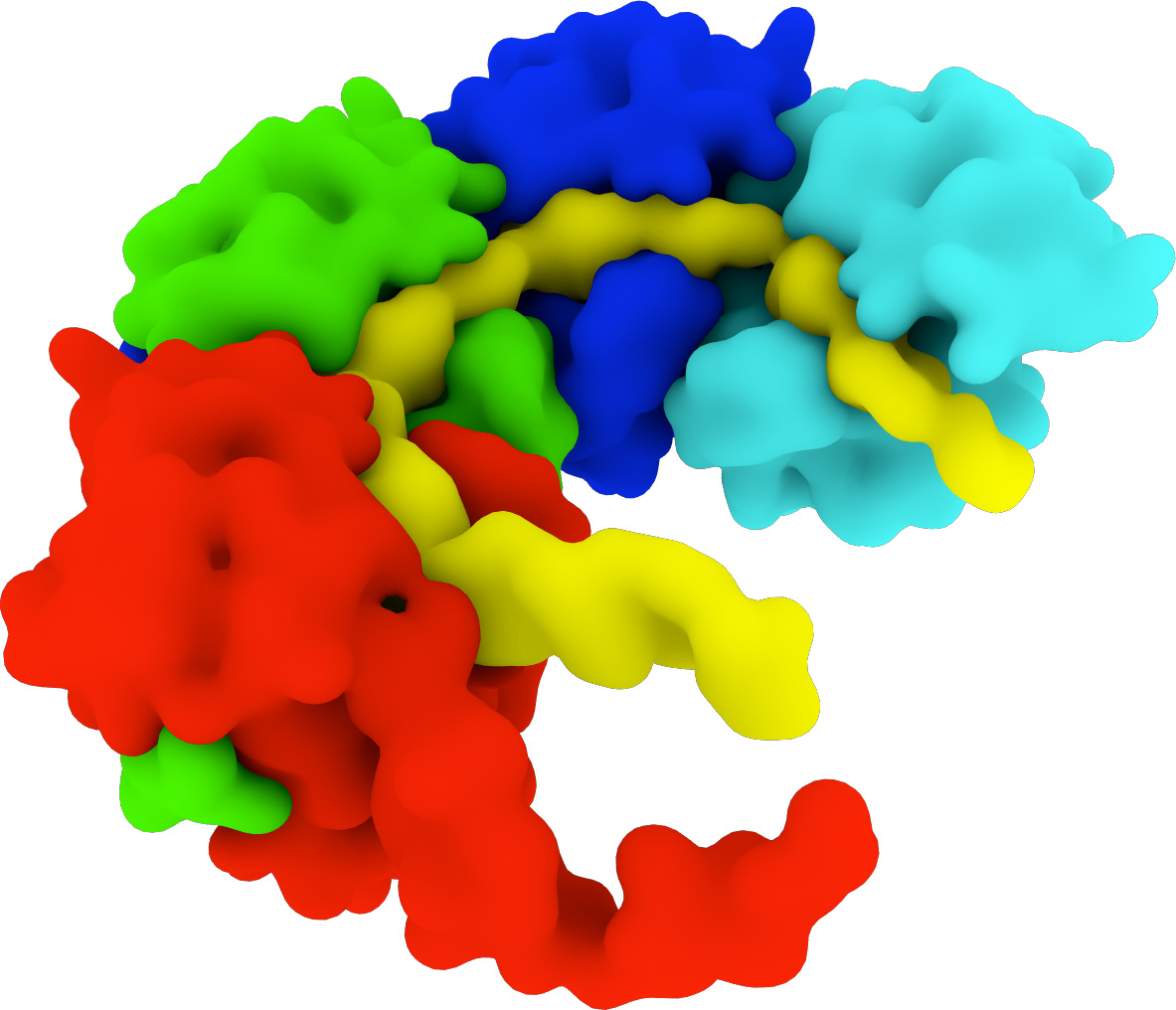 Phlebovirus: The RNA genome is in yellow and each of the "N" protein molecules (N = nucleocapsid protein) is in a contrasting color.