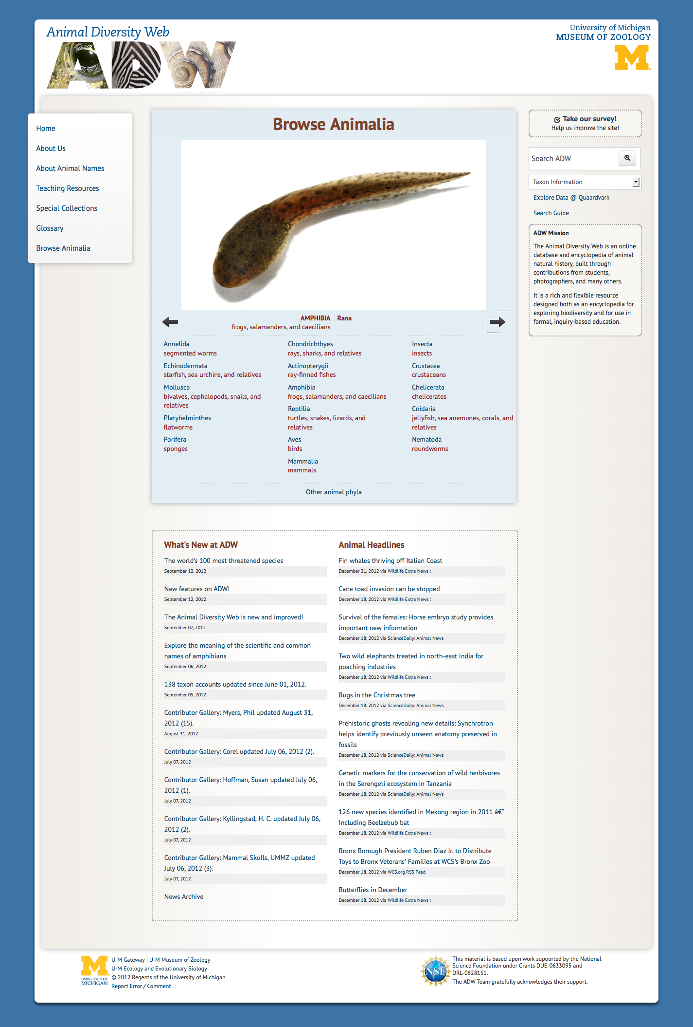 Animal Diversity Website homepage screenshot