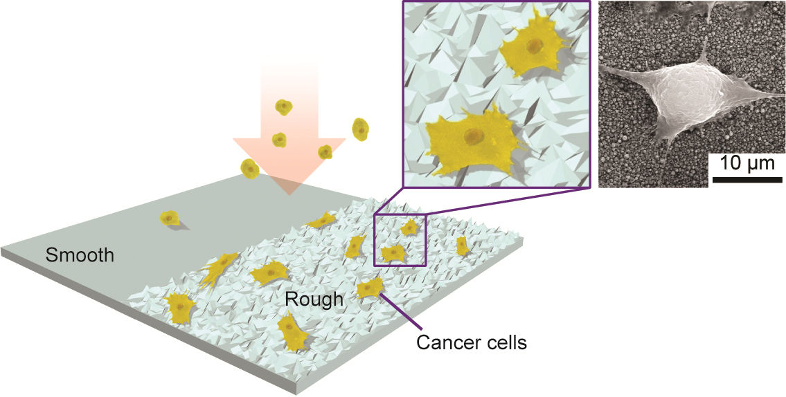 University of Michigan researchers have devised a way to capture for study the circulating tumor cells believed to lead to the spread of cancer. They've developed a nano-roughened glass plate that the cancer cells adhere to at greater rates than non cancerous cells. Image credit: Weiqiang Chen