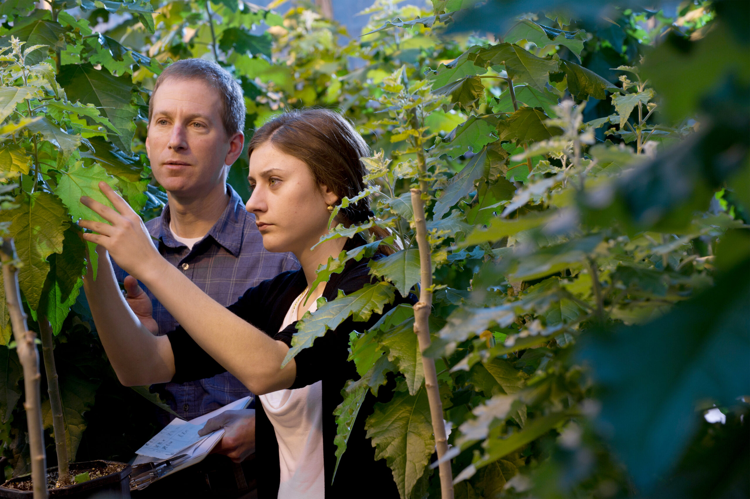 U-M biochemist Raymond Barbehenn and honors student Cristina Pecci inspect poplar trees inside the Natural Sciences Building greenhouse. Photo courtesy of the U-M Office of Undergraduate Admissions.