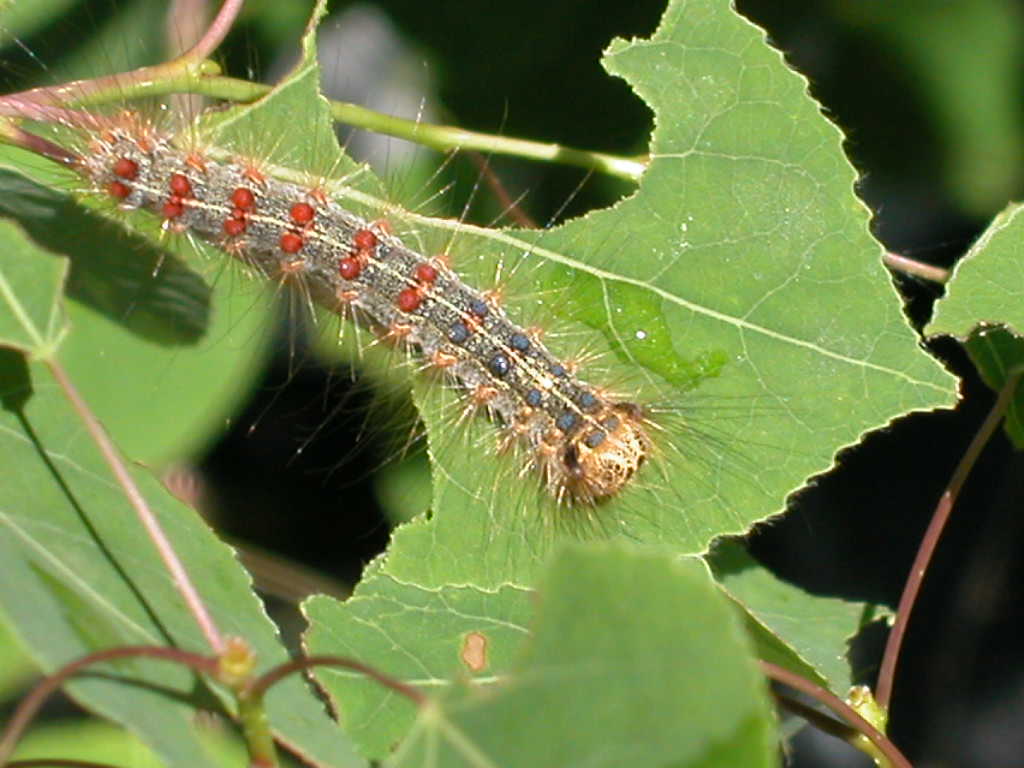 A gypsy moth caterpillar. Photo courtesy of Richard Lindroth.