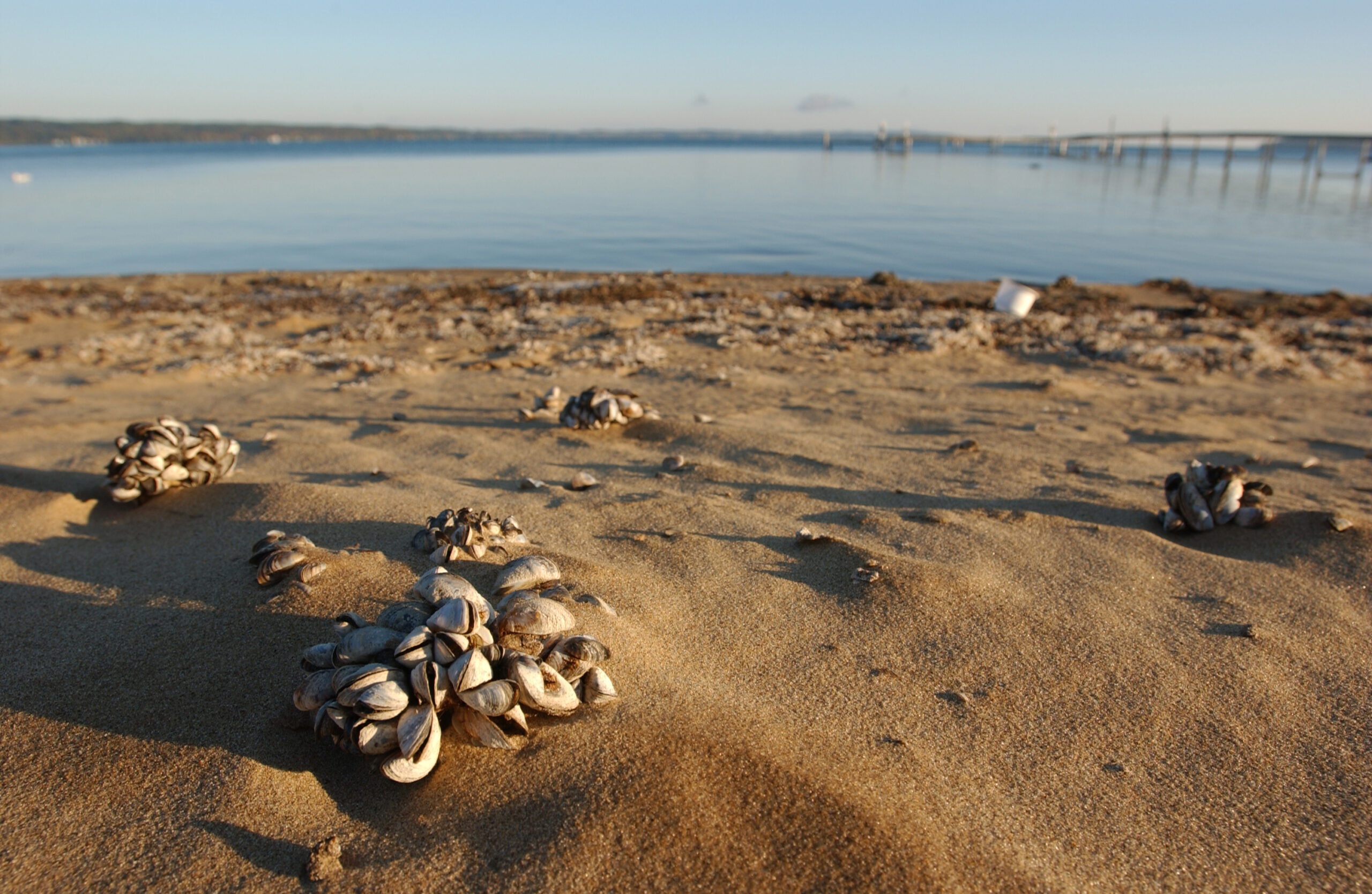 Zebra mussels. Image credit: Michigan Sea Grant