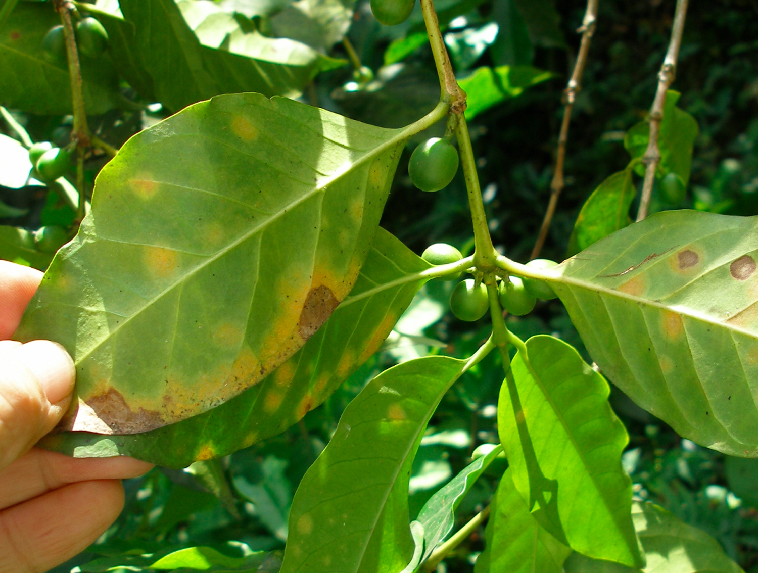 A mild infection of coffee rust on a tree in Mexico. Image credit: John Vandermeer
