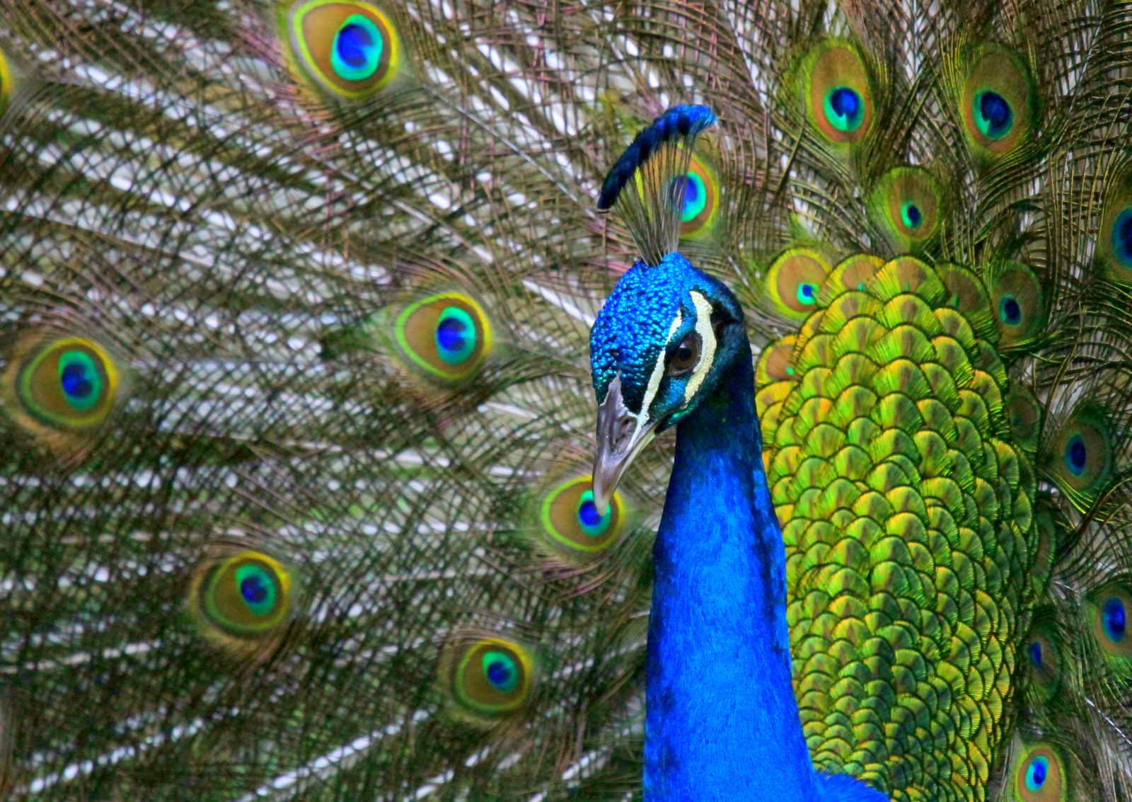 In a peacock’s iridescent tail, precisely arranged hairline grooves reflect light of certain wavelengths, resulting in brilliant color that looks different depending on the movement of the animal or the observer. Imitating this system – minus the rainbow effect – has been a leading approach to developing advanced color reflective displays. University of Michigan researchers have taken a step toward that goal. Image credit: sxc.hu user doc_