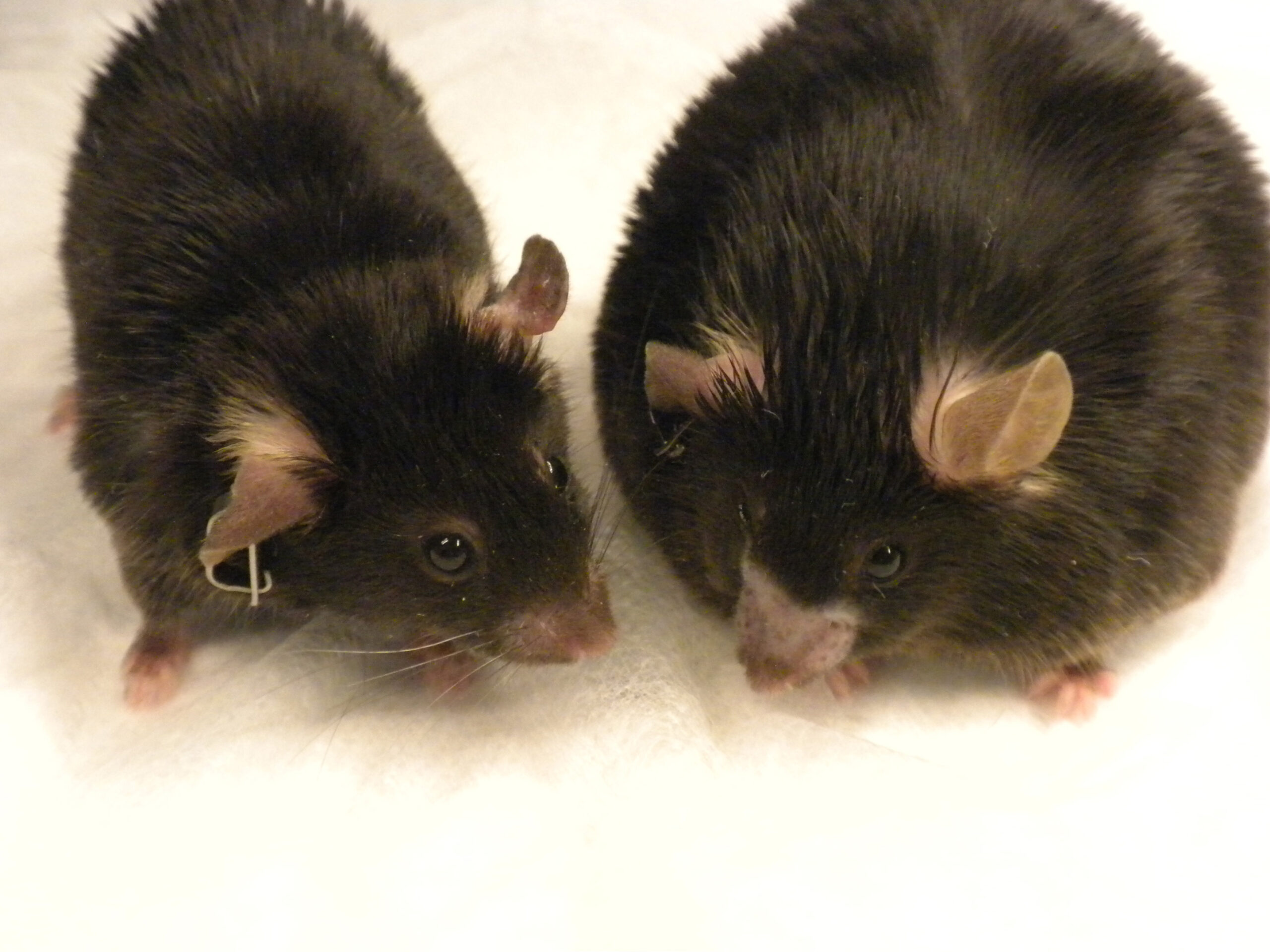 The obese mouse on the right was fed a high-fat diet. The mouse on the left was fed the same diet but is a normal weight after receiving amlexanox. Image credit: Shannon Reilly.