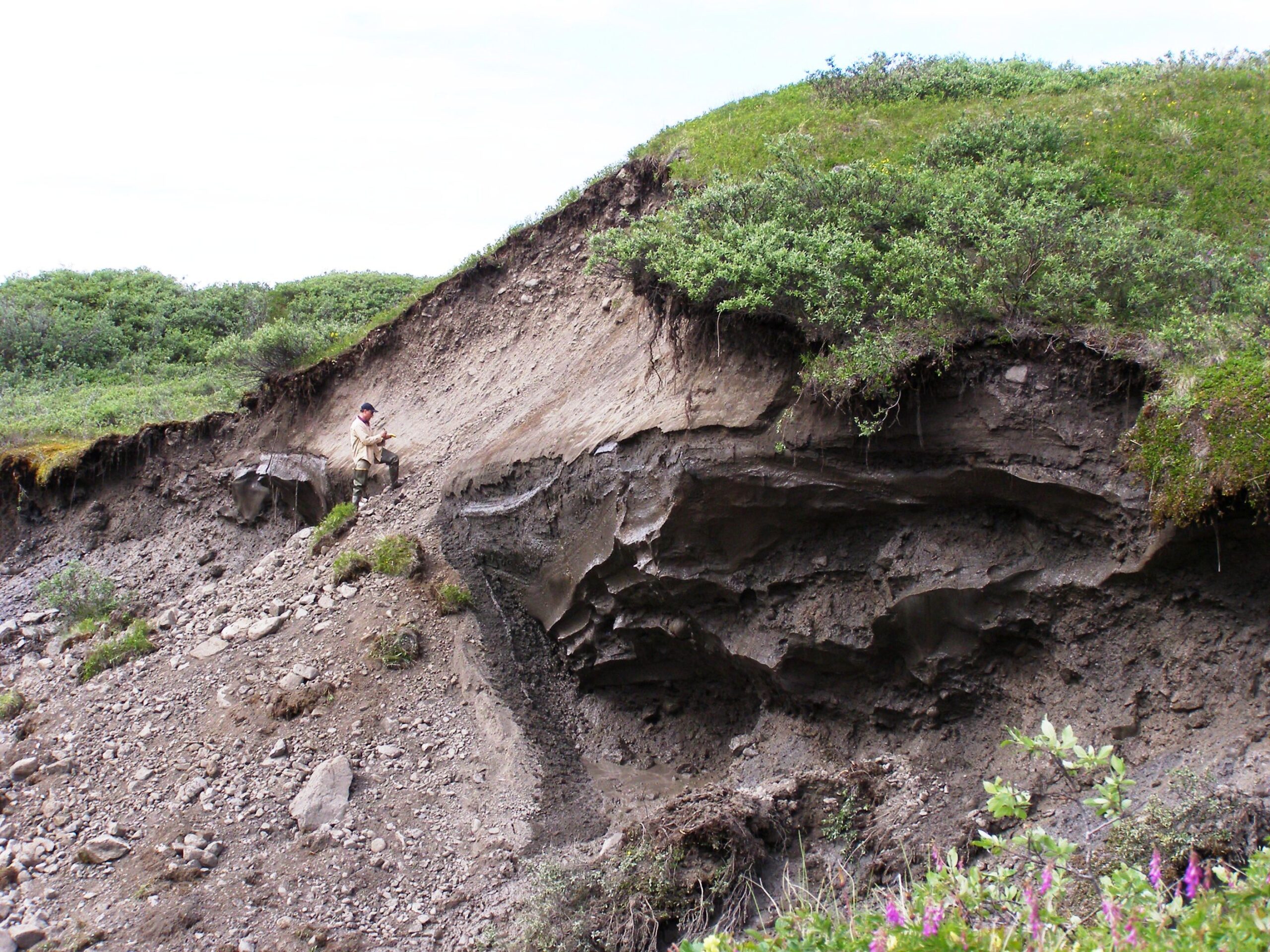 University of Michigan ecologist George Kling at a landslide thermokarst on a glacial headwall near Toolik Lake, Alaska. As permafrost ice melts, the soil collapses and either creates an erosional hole in the tundra or a landslide such as this one. These features are called thermokarst failures. Image credit: George Kling
