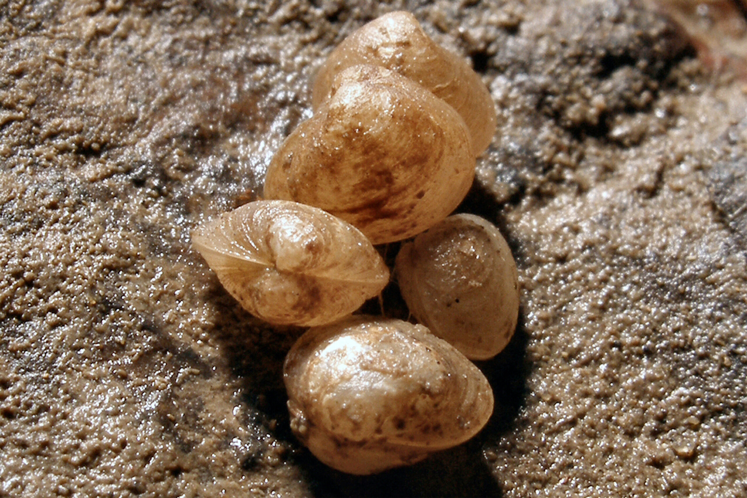 A closeup of L. australis clams from the southern Australia coast. Each clam is about the size of a rice grain. Photo by Denis Riek.