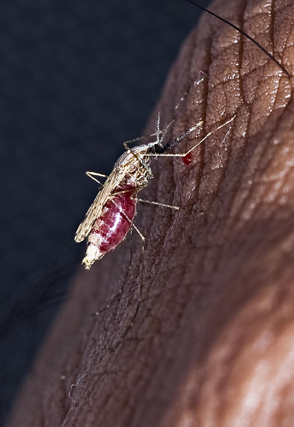 A female Anopheles stephensi mosquito, which transmits malaria in western India. Photo courtesy of Kedar Bhide.