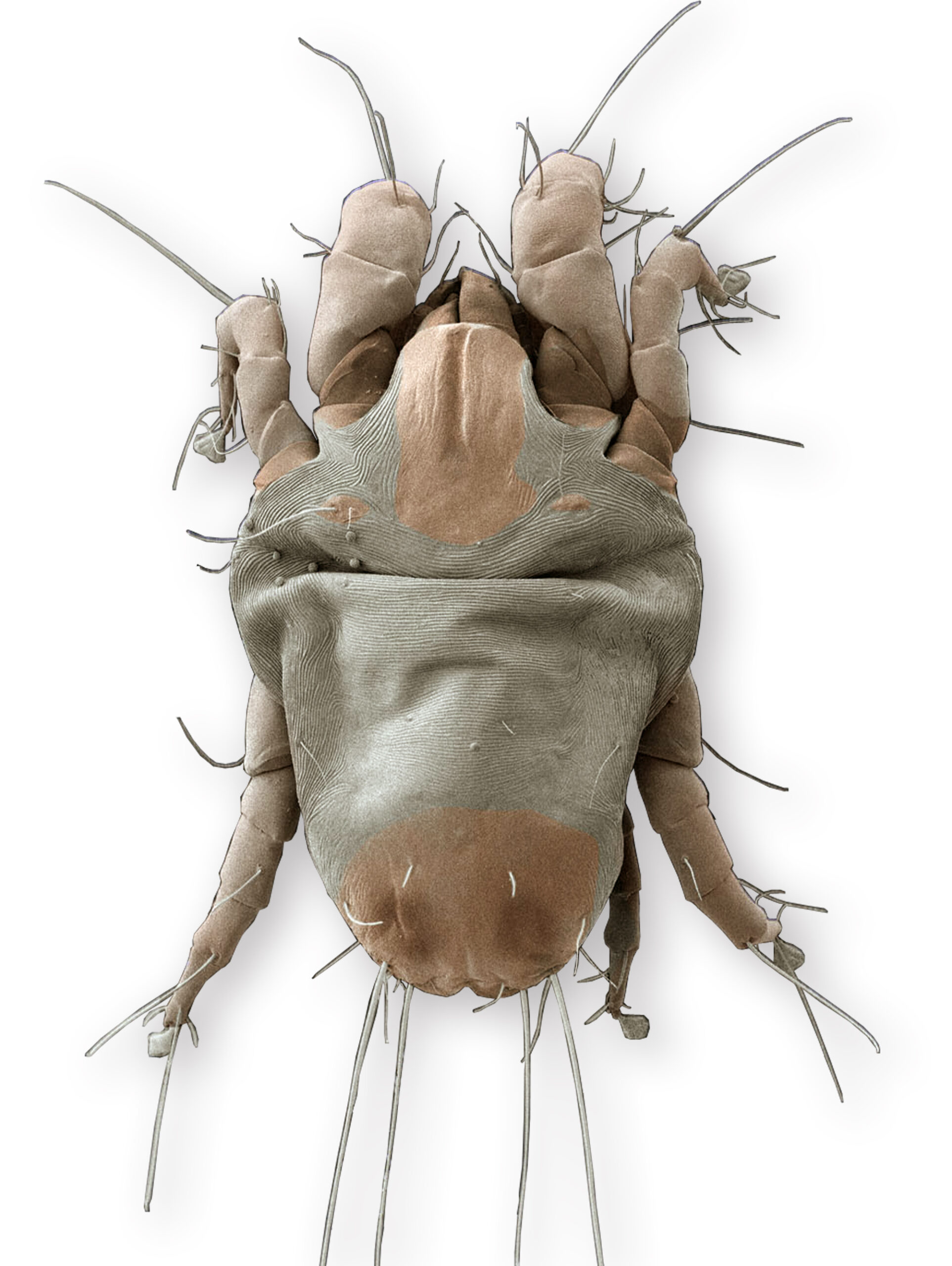 A scanning electron microscope image of an American house dust mite. Image credit: G. Bauchan and R. Ochoa