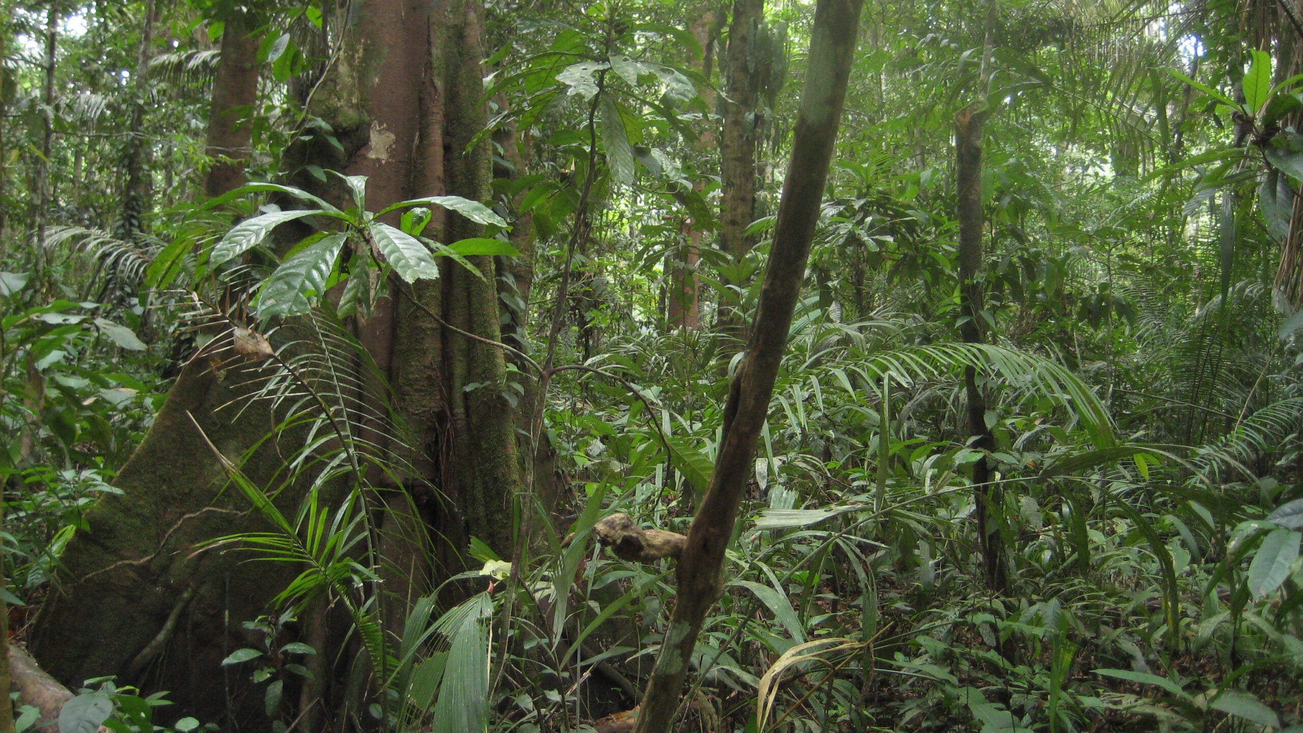The Amazon forest in Brazil. Photo by Pete Newton.