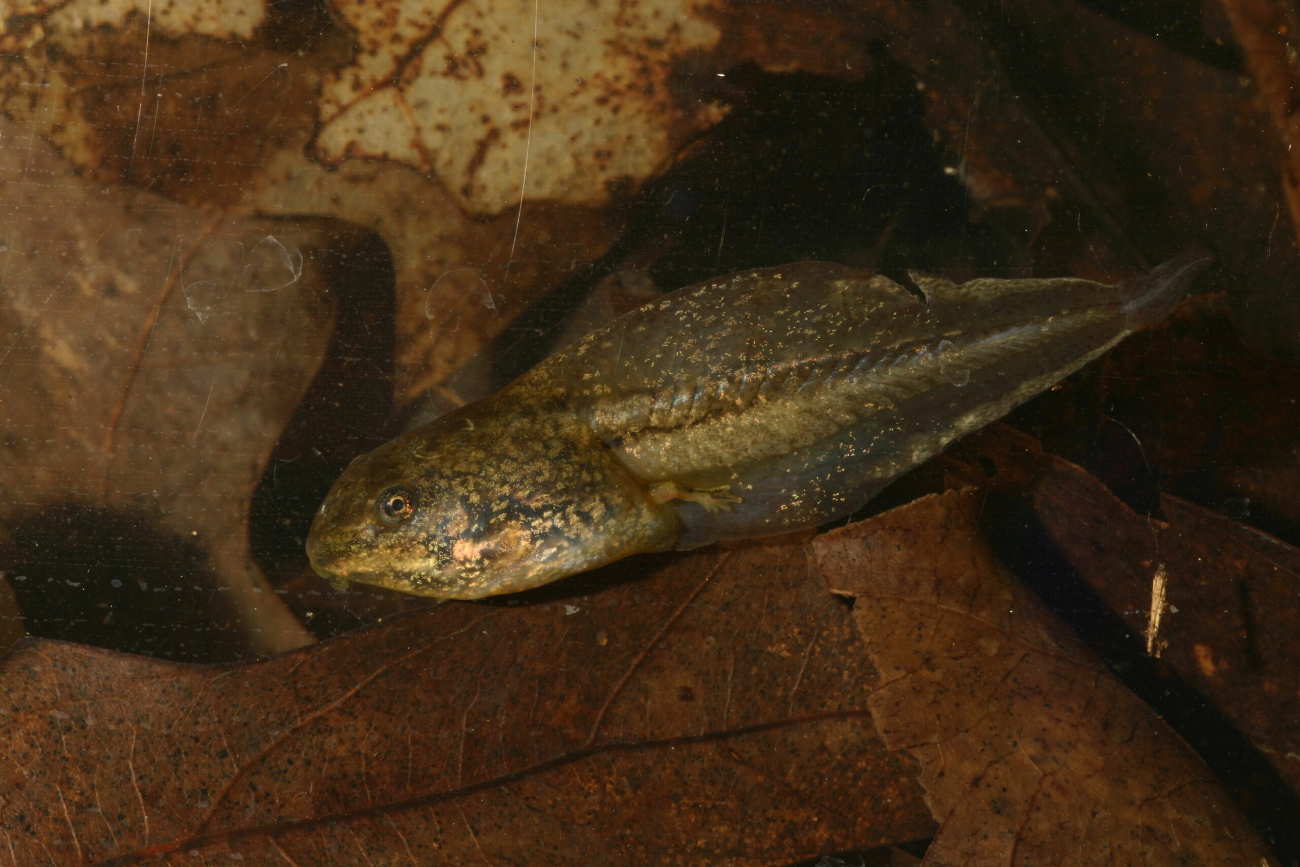 In response to prolonged exposure to the threat of predator attacks, this wood frog tadpole increased the height of its tail, which makes it better equipped to survive such attacks. Image credit: Michael Benard