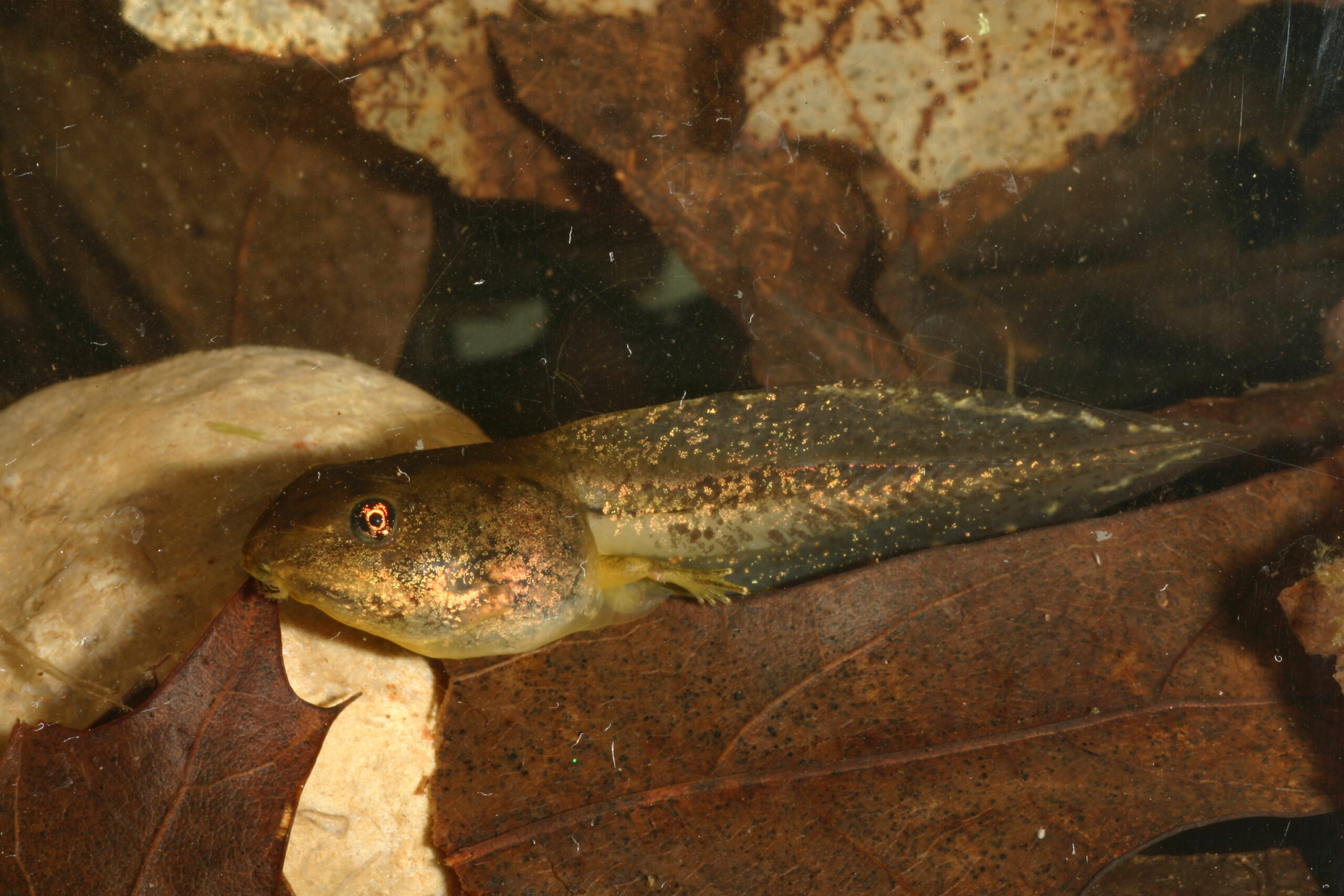 A wood frog tadpole with a normal-size tail. Image credit: Michael Benard