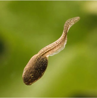 A wood frog tadpole with a normal-size tail.