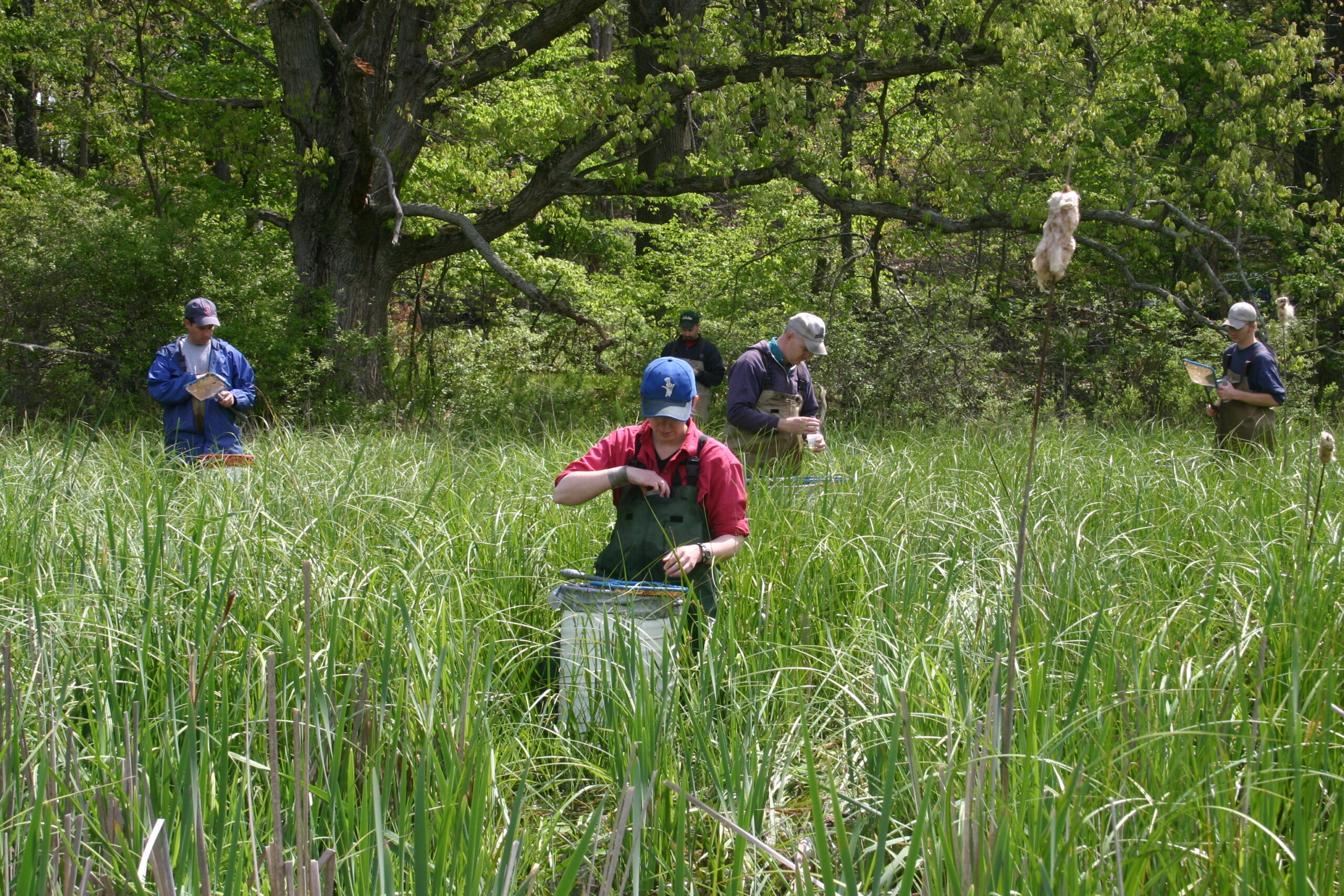 Field crews collecting tadpoles at U-M's E.S. George Reserve in Pinckney, Mich. Image credit: Michael Benard
