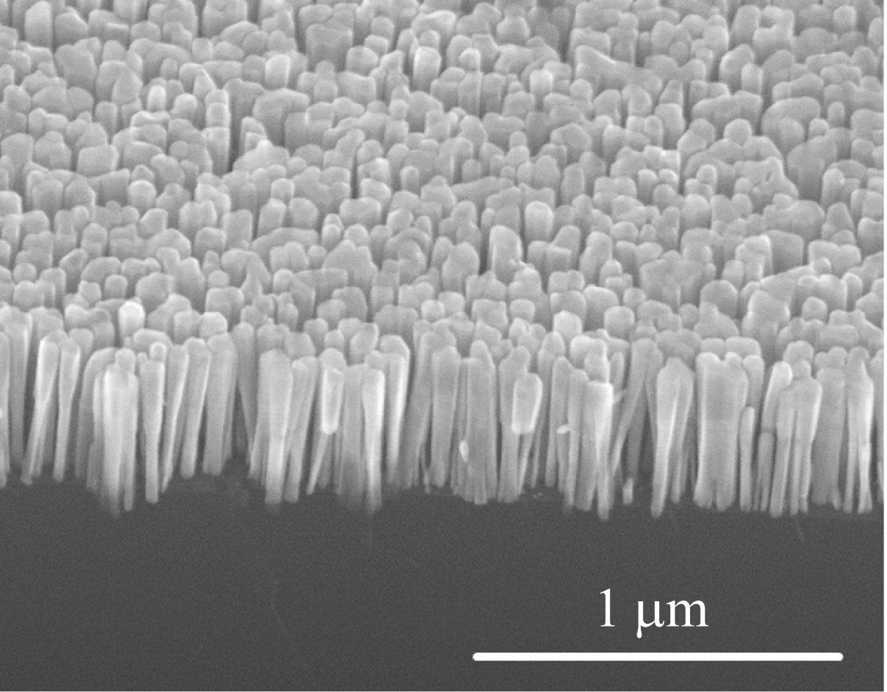 Nanowires growing on silicon. Courtesy of Pallab Bhattacharya