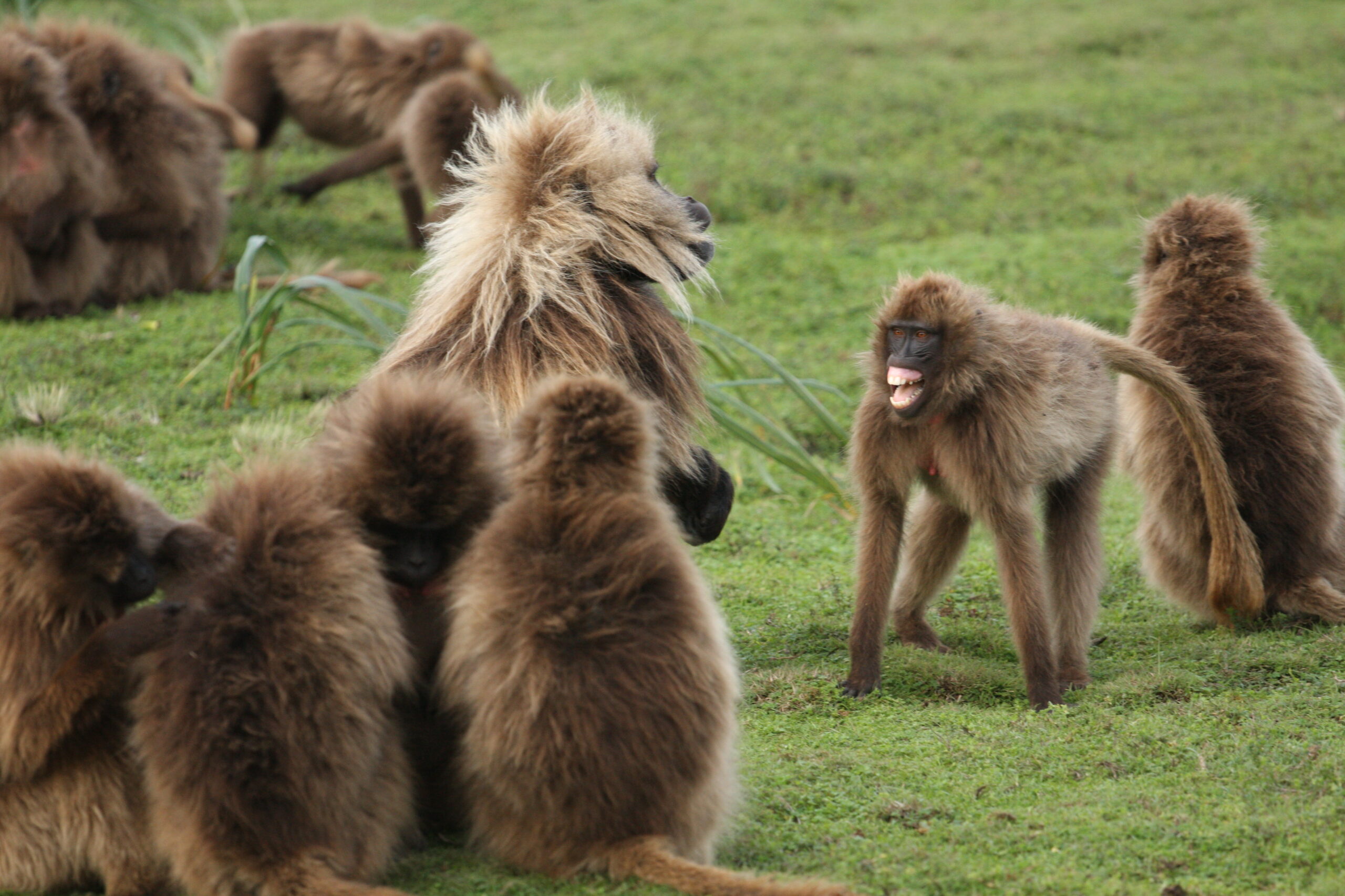 Gelada monkeys in conversation. Image courtesy: Clay Wilton