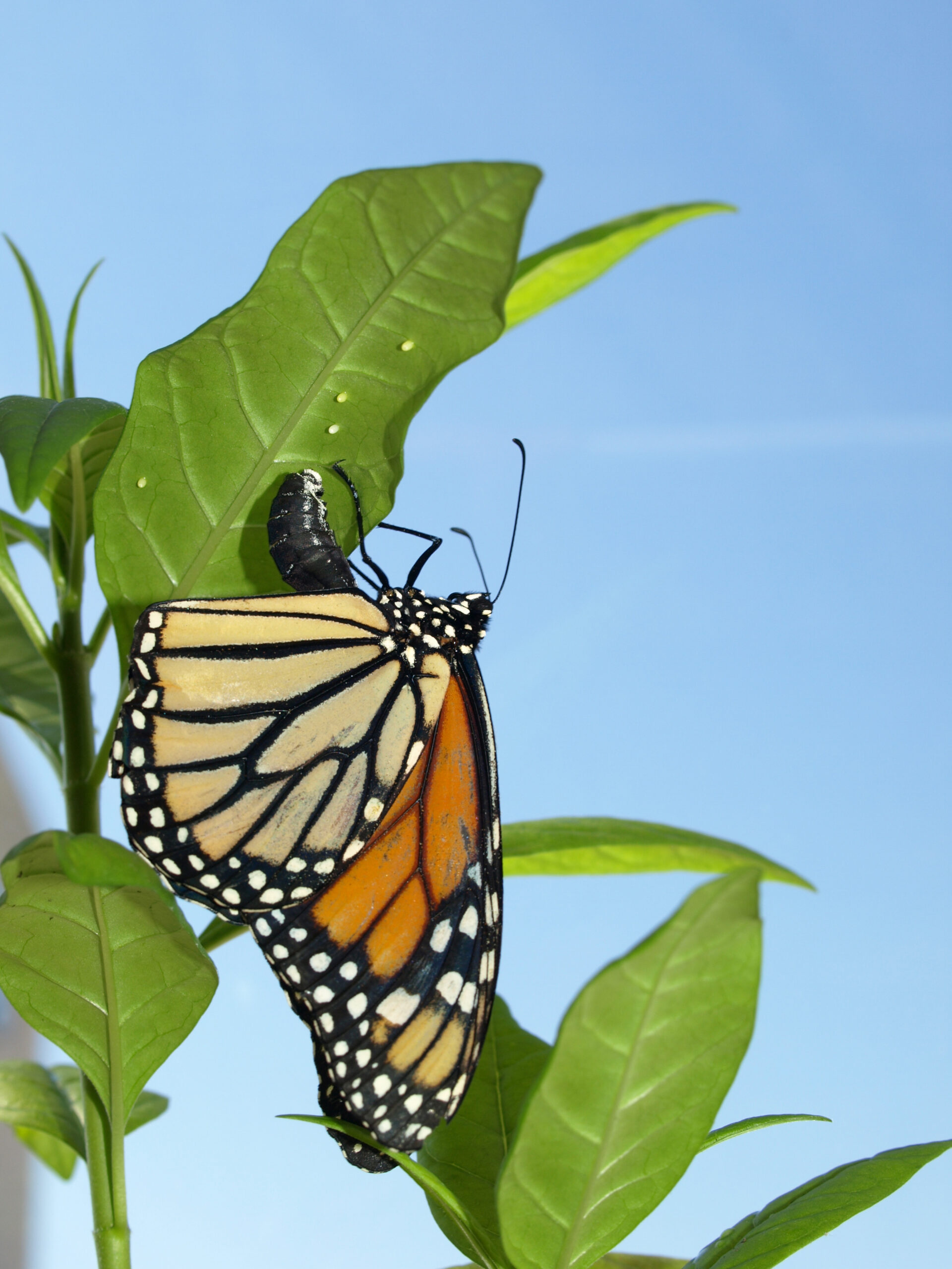A parasite-infected monarch butterfly lays her eggs on medicinal tropical milkweed that will help to protect her offspring from disease. Image credit: Jaap de Roode