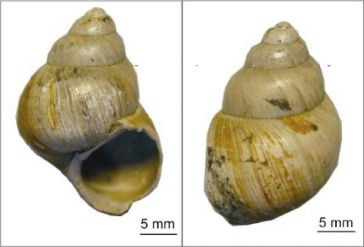 Researchers from the University of Michigan, the University of Connecticut and elsewhere analyzed fossilized shells of the freshwater snail Viviparus lentus from the Hampshire Basin, United Kingdom. They used clumped-isotope thermometry to estimate land temperatures during the Eocence-Oligocene transition, about 34 million years ago. Photo courtesy of Michael Hren.