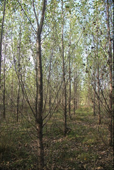 Forest plantations established on formerly non-forested land, like this experimental poplar stand in Michigan's Upper Peninsula, accumulate soil carbon that helps to offset carbon emissions and climate change. Image credit: Ray Miller