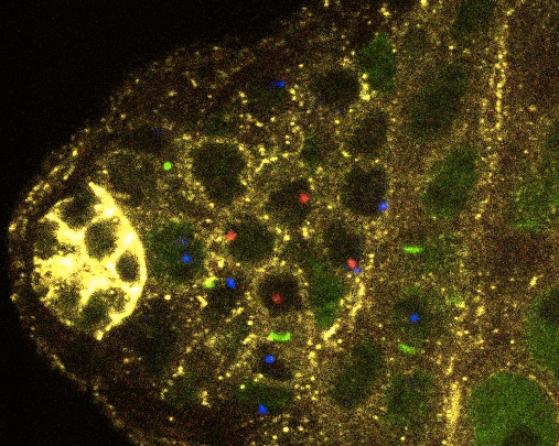 The apical tip of fruitfly testis containing germline stem cells and differentiating germ cells. Copies of Y chromosome are marked with either red or blue. Using this method, the authors  discovered that germline stem cells inherit specific copies of Y (and X) chromosomes. Image credit: Yukiko Yamashita