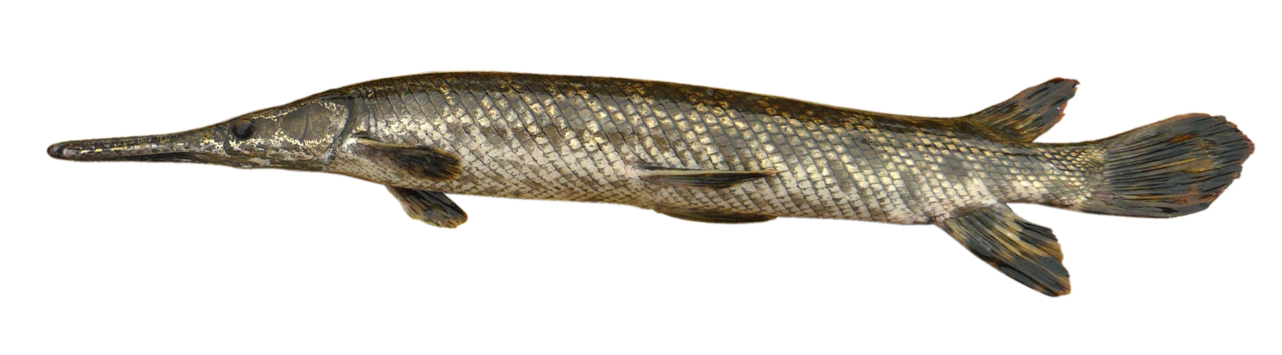A spotted gar from the Great Lakes. Photo courtesy of Michigan Sea Grant.
