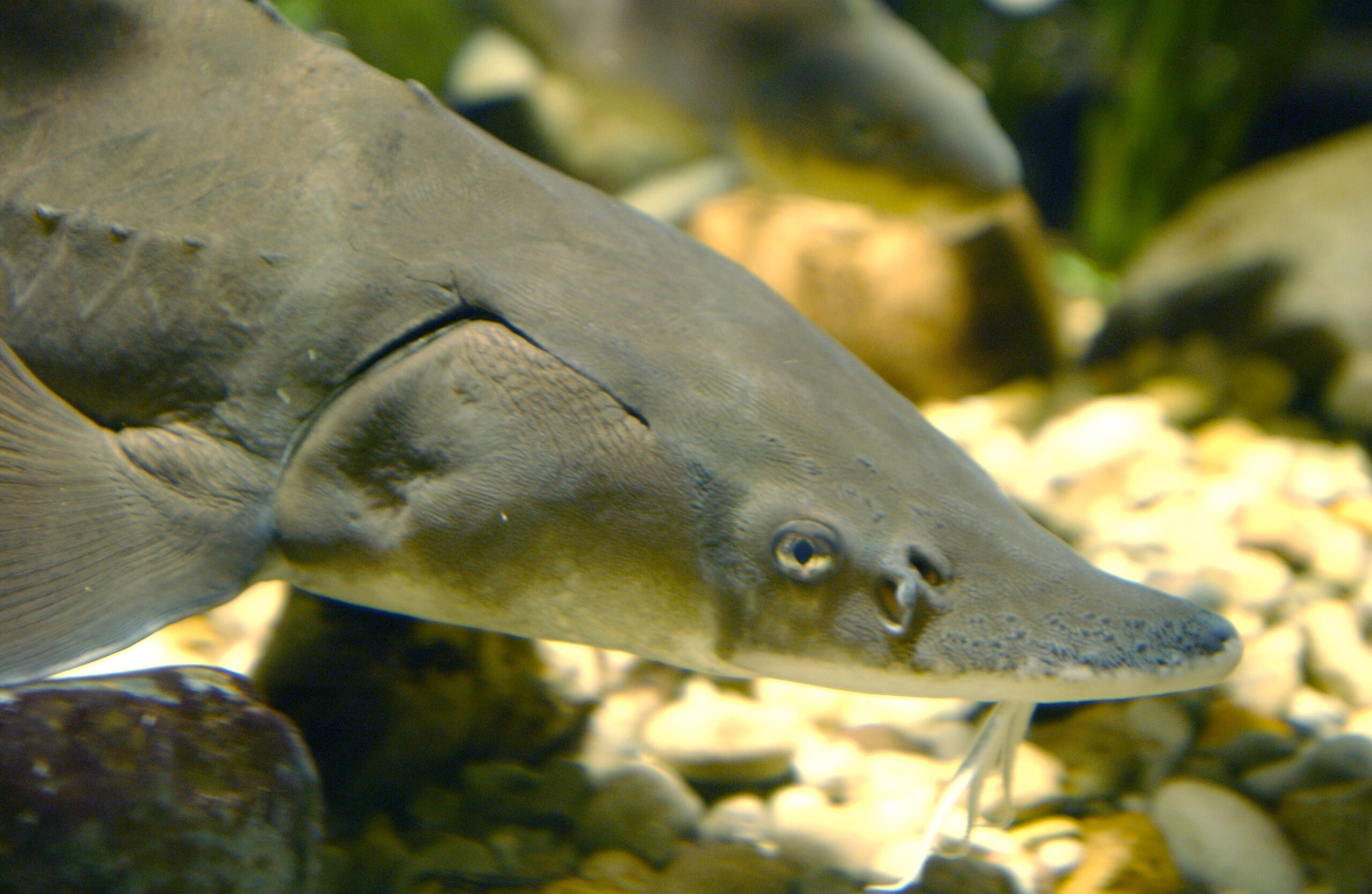 A lake sturgeon from the Great Lakes. Photo courtesy of Michigan Sea Grant.